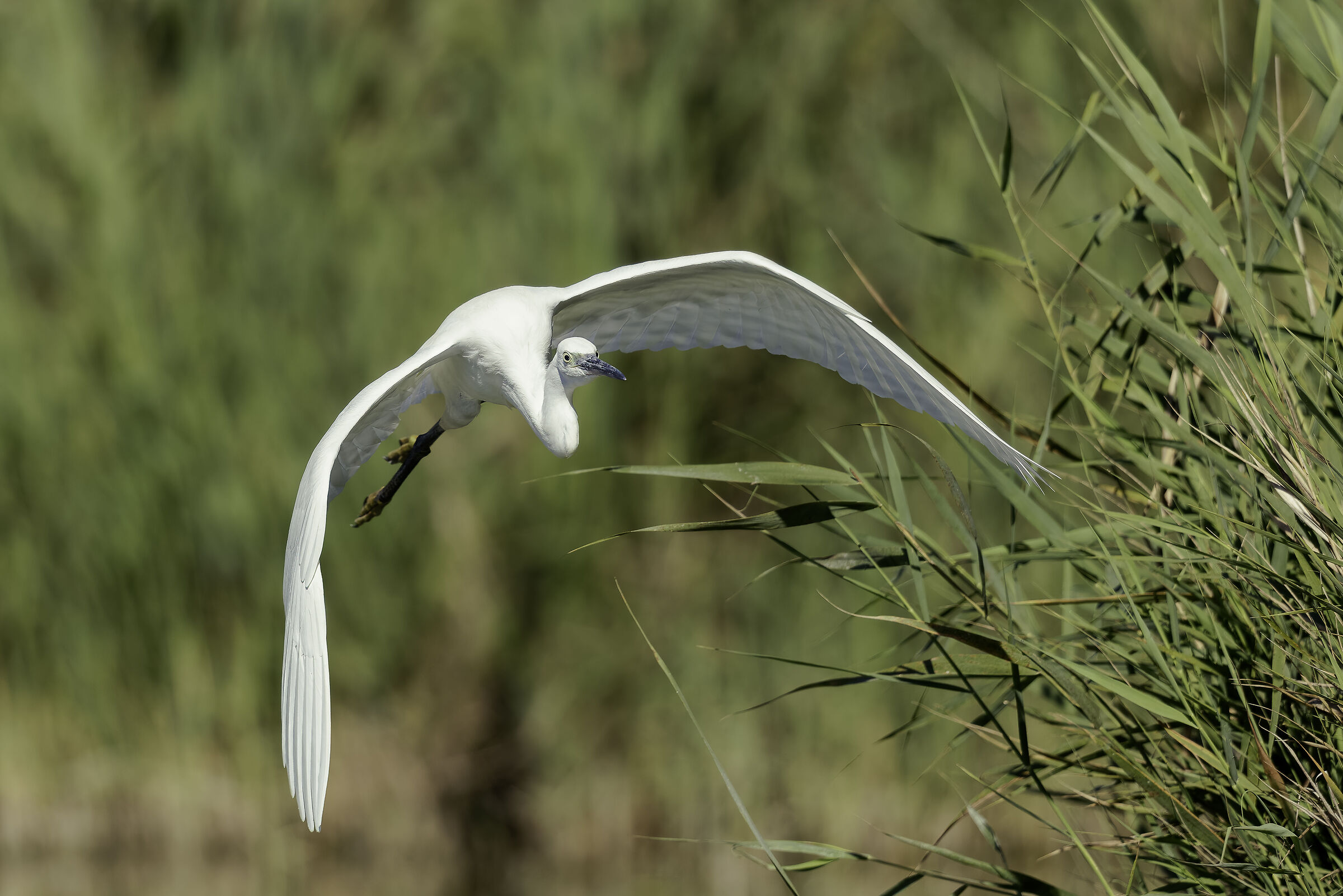 Egretta garzetta