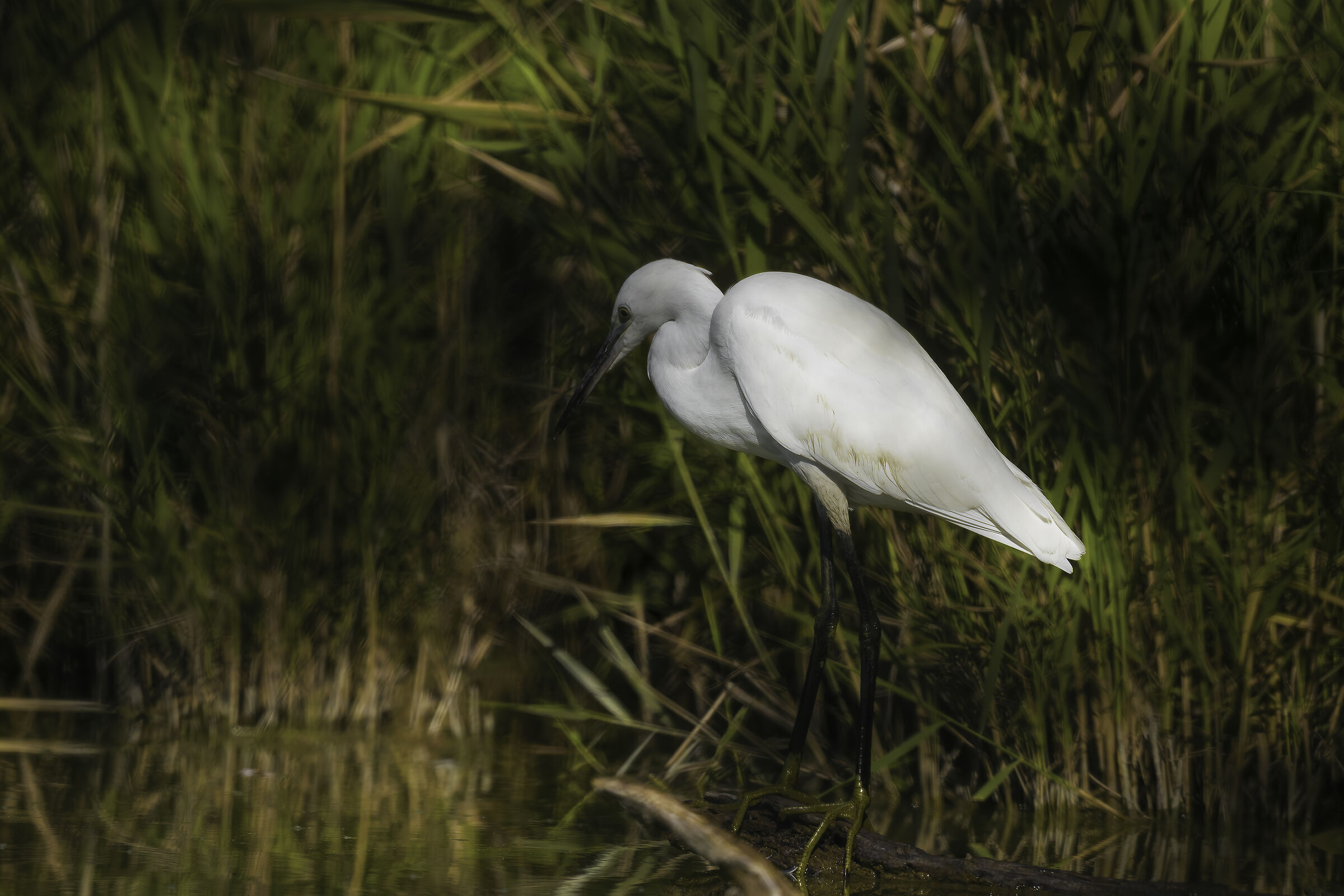 Egretta garzetta
