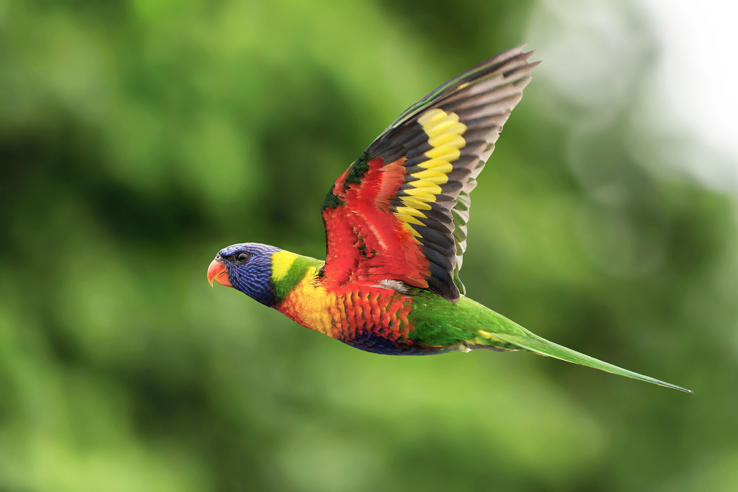 Lorichetto arcobaleno - Trychoglossus moluccanus