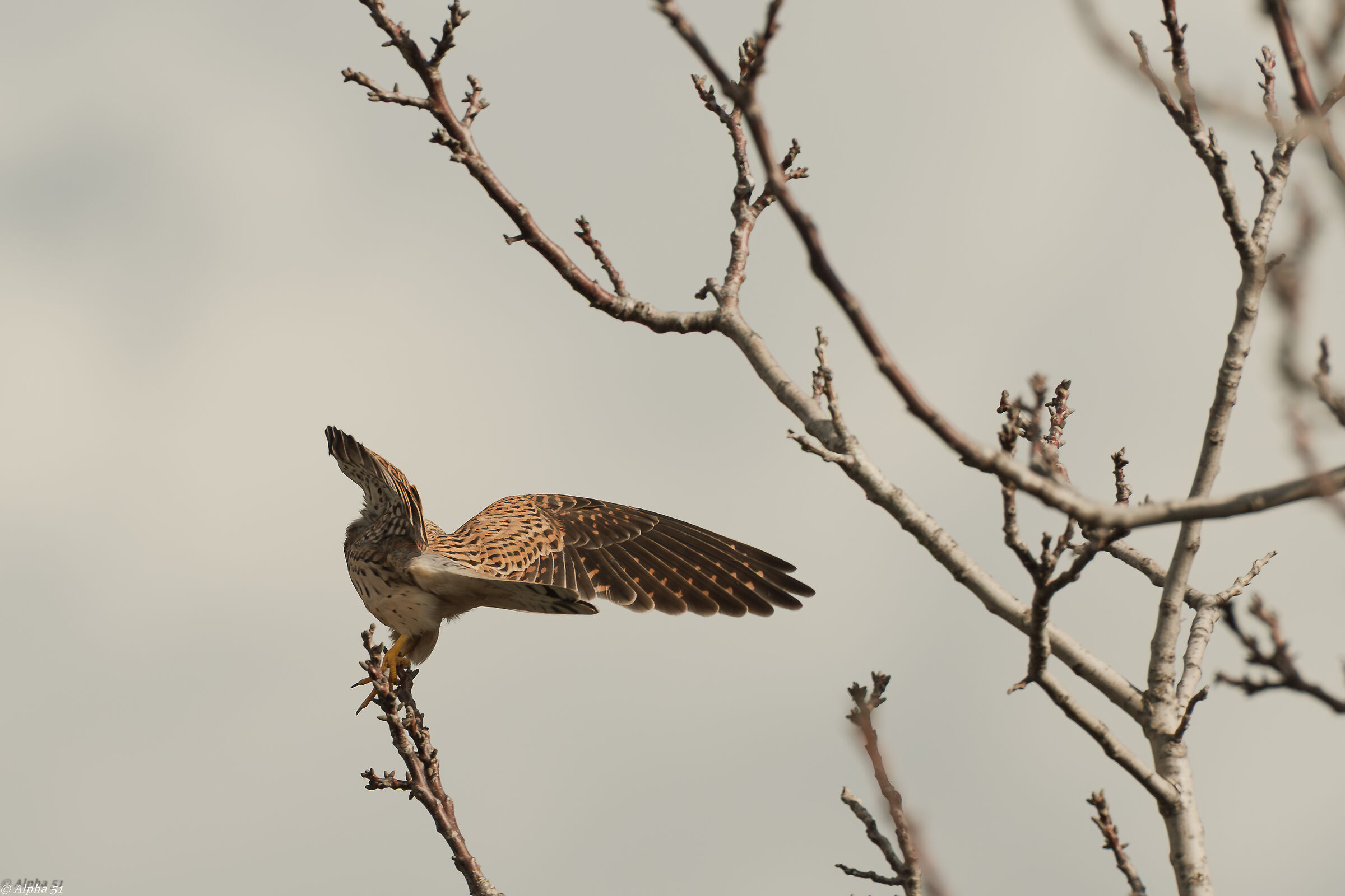 Kestrel