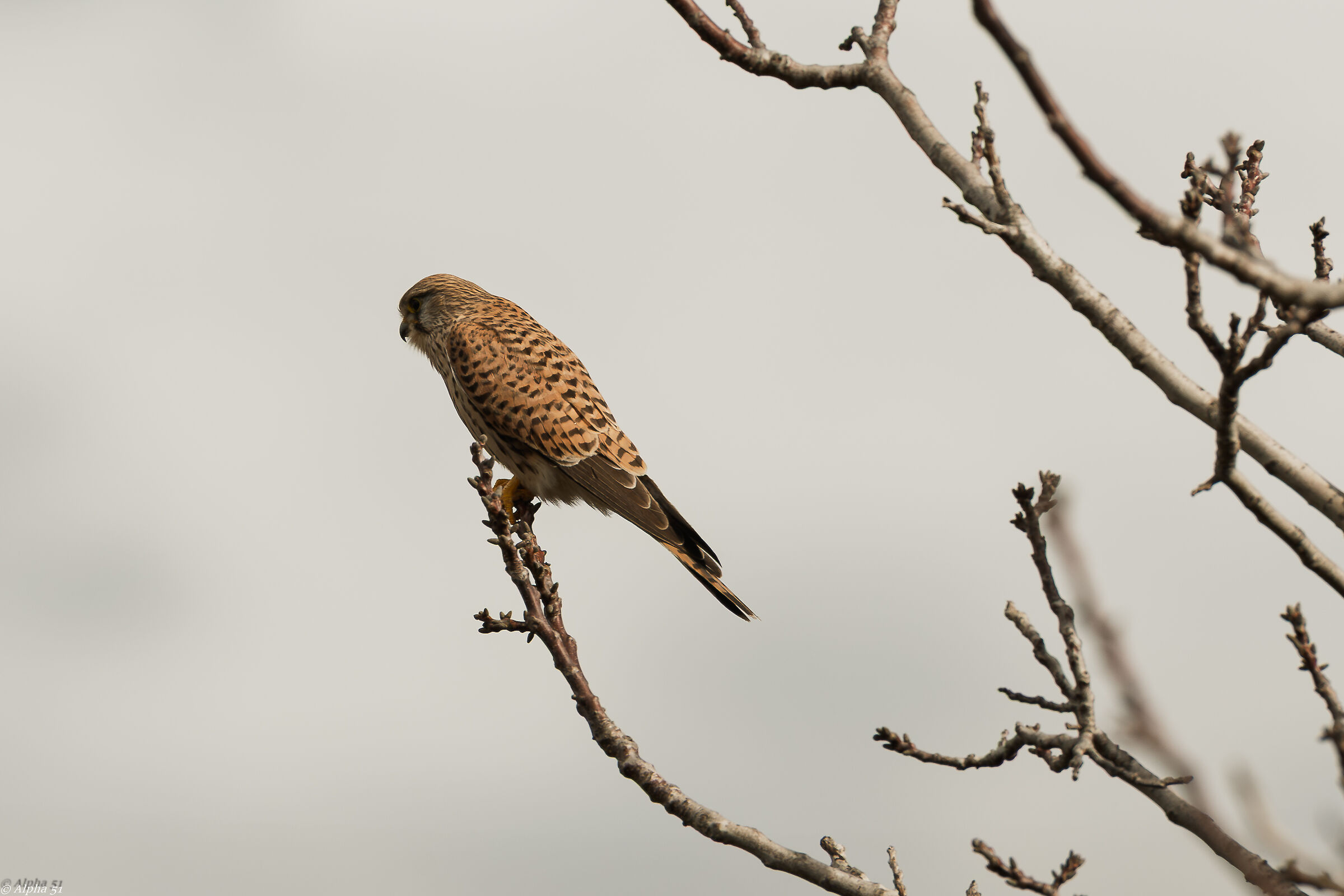 Kestrel