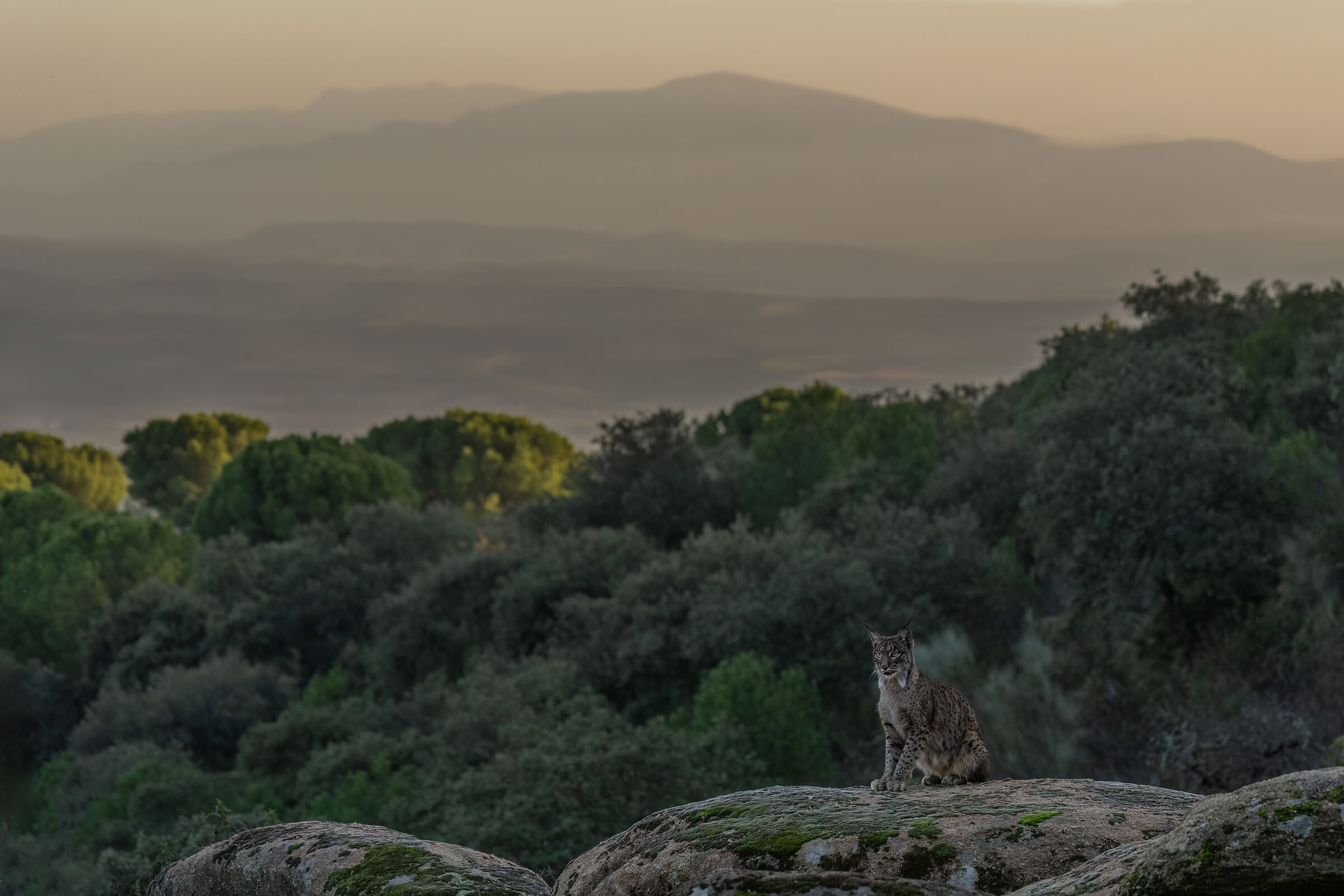 Lince iberica e la Sierra Morena