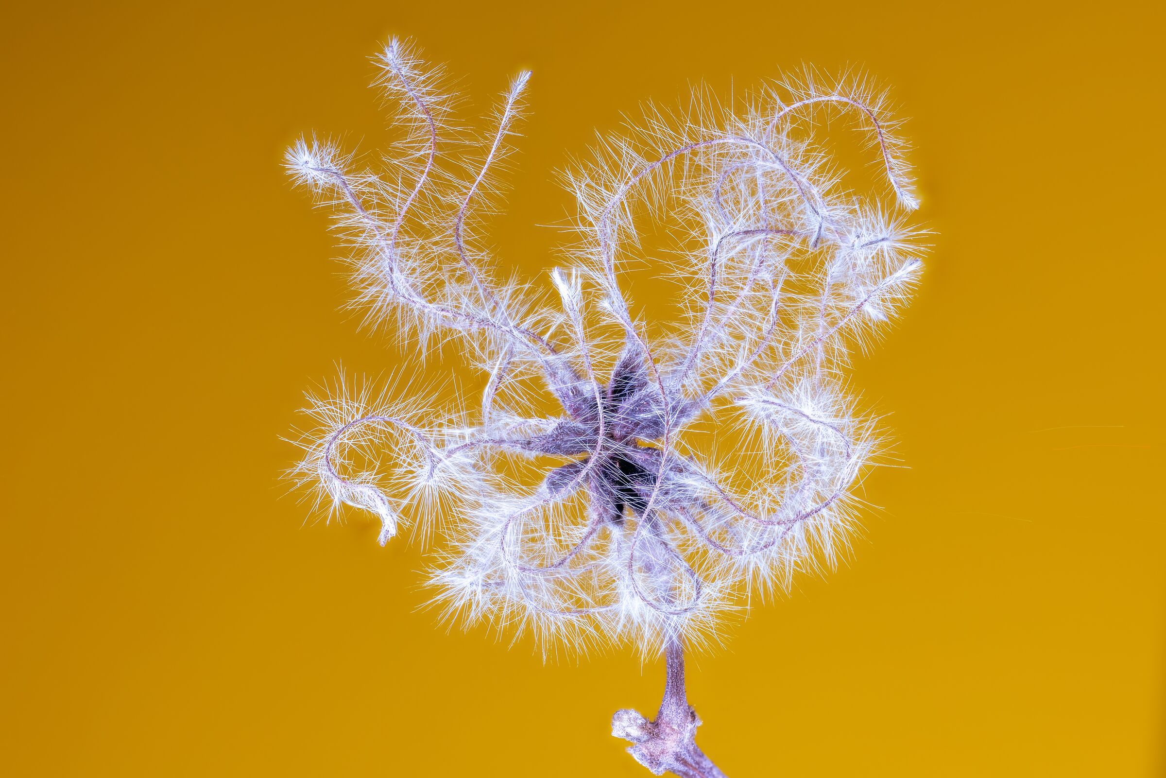 Clematis vitalba