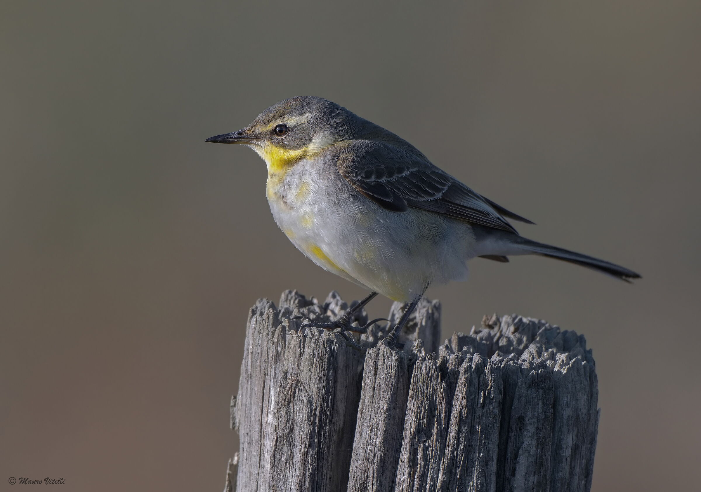 Bering's wagtail