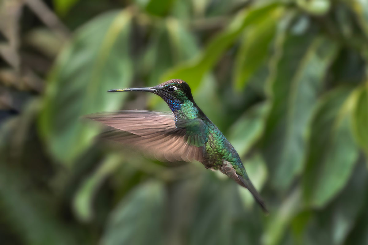 Colibrì ammirevole