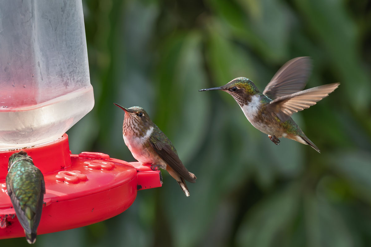Colibrì dei vulcani