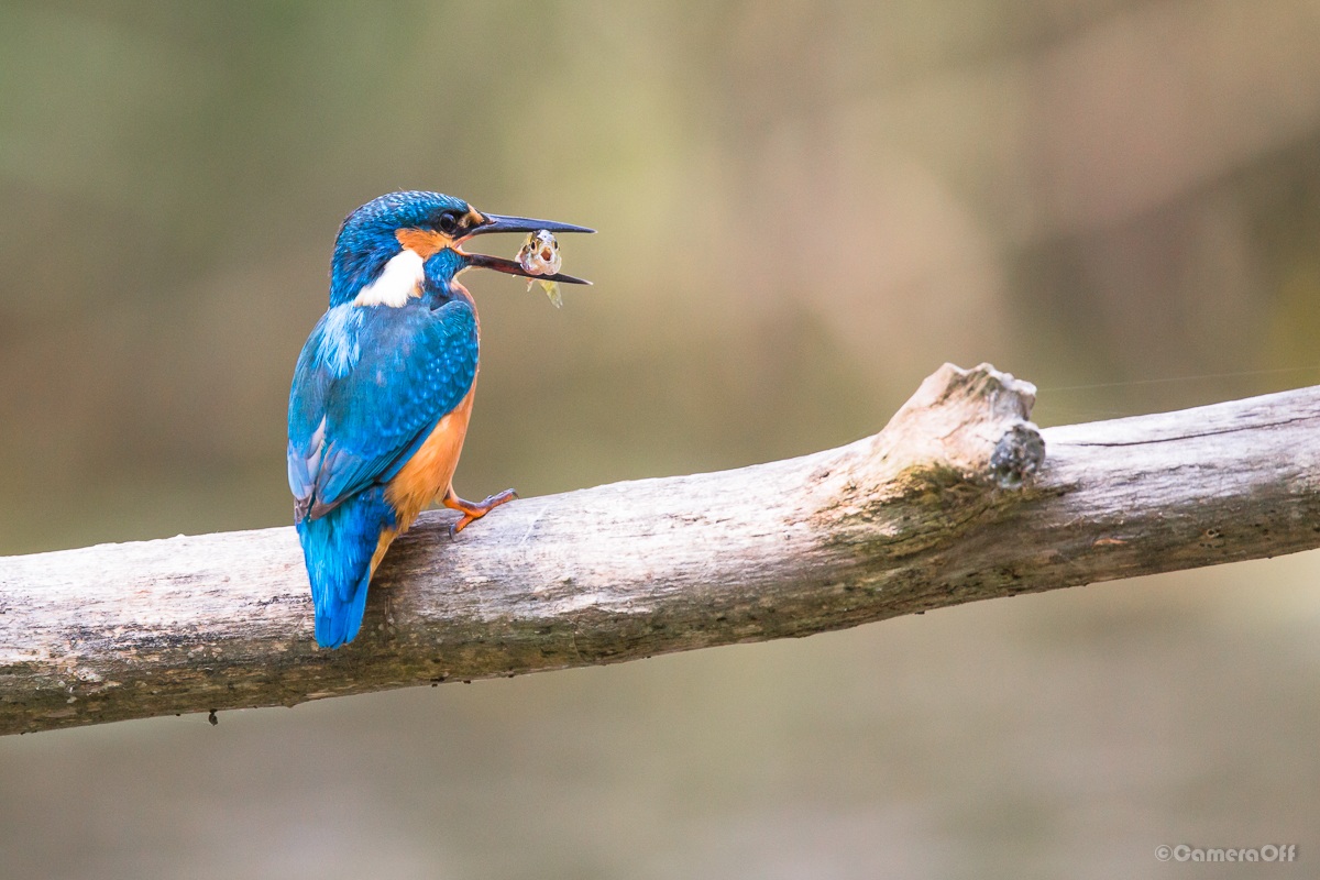 always you! aiutooo!