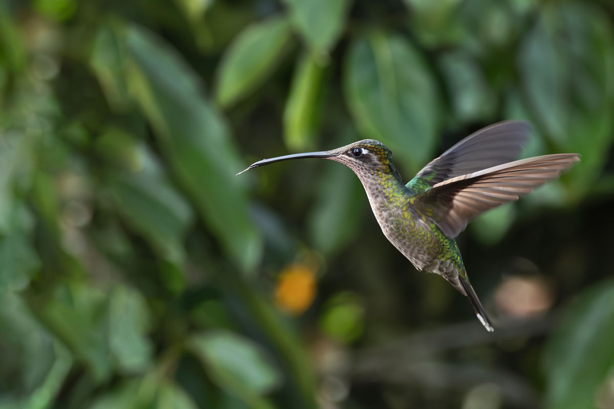 Colibrì ammirevole