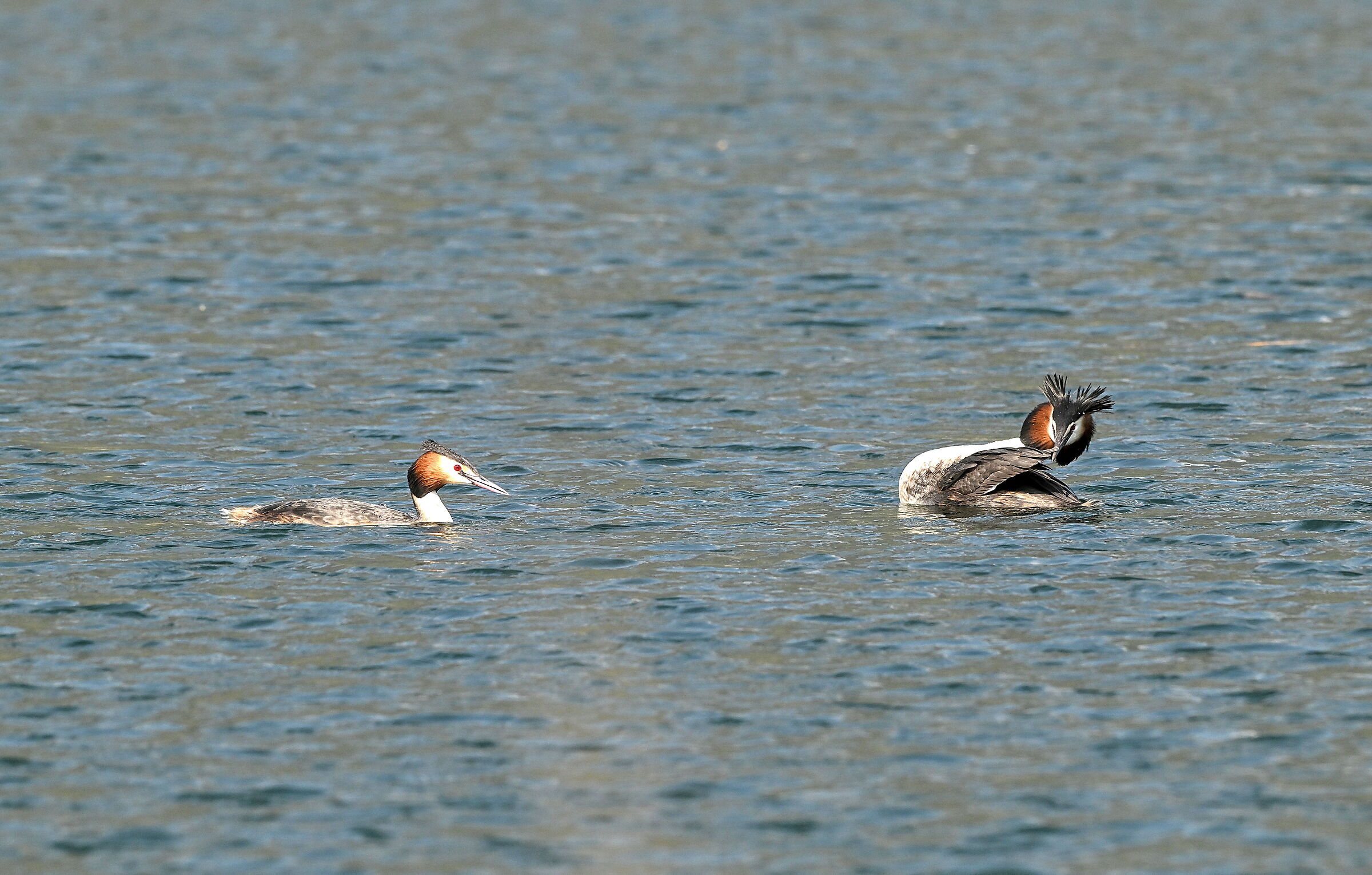The shyness of the Grebe
