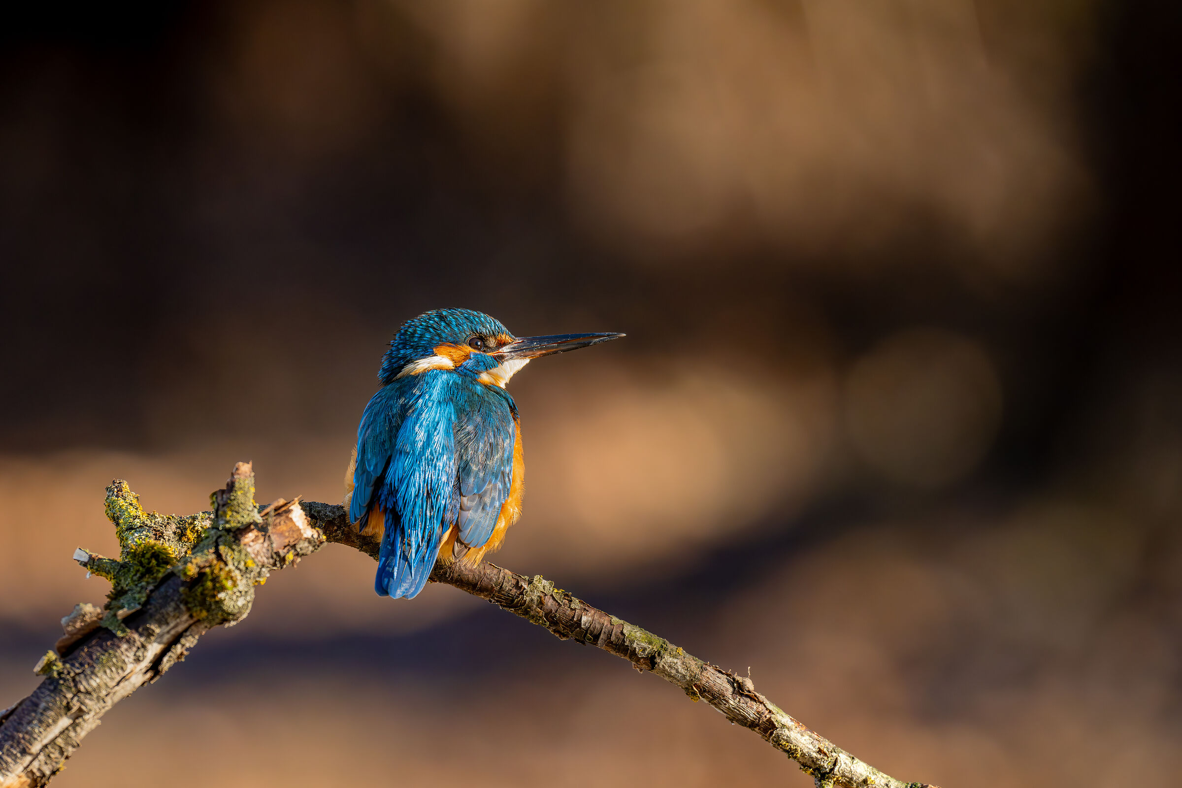 Alcedo Atthis-Kingfisher