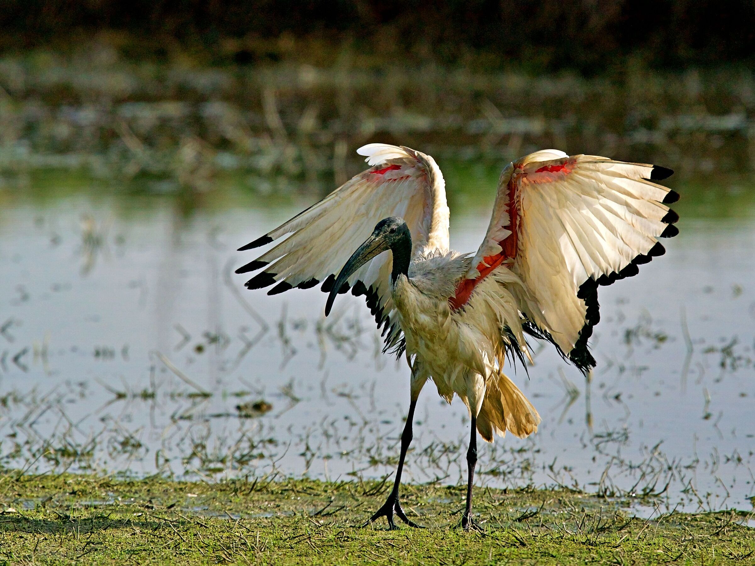 His Majesty "SACRED IBIS"