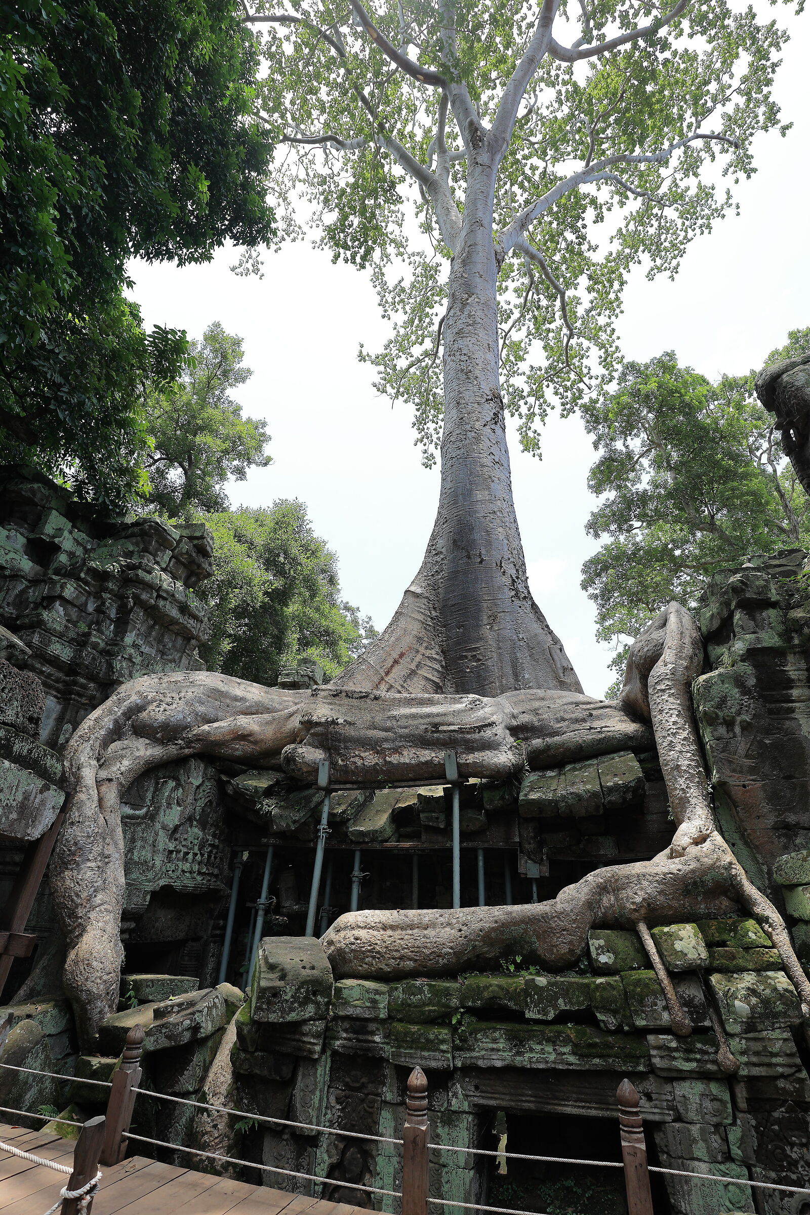 In Ta Prohm the harsh law of nature applies