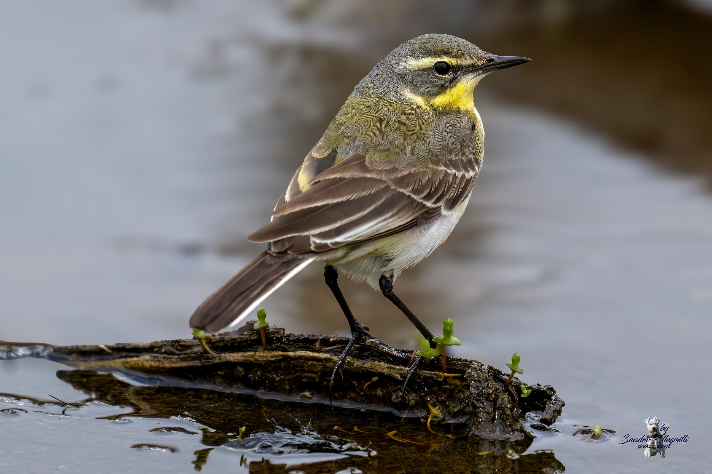 Cutrettola del Pacifico  (Motacilla tschutschensis)