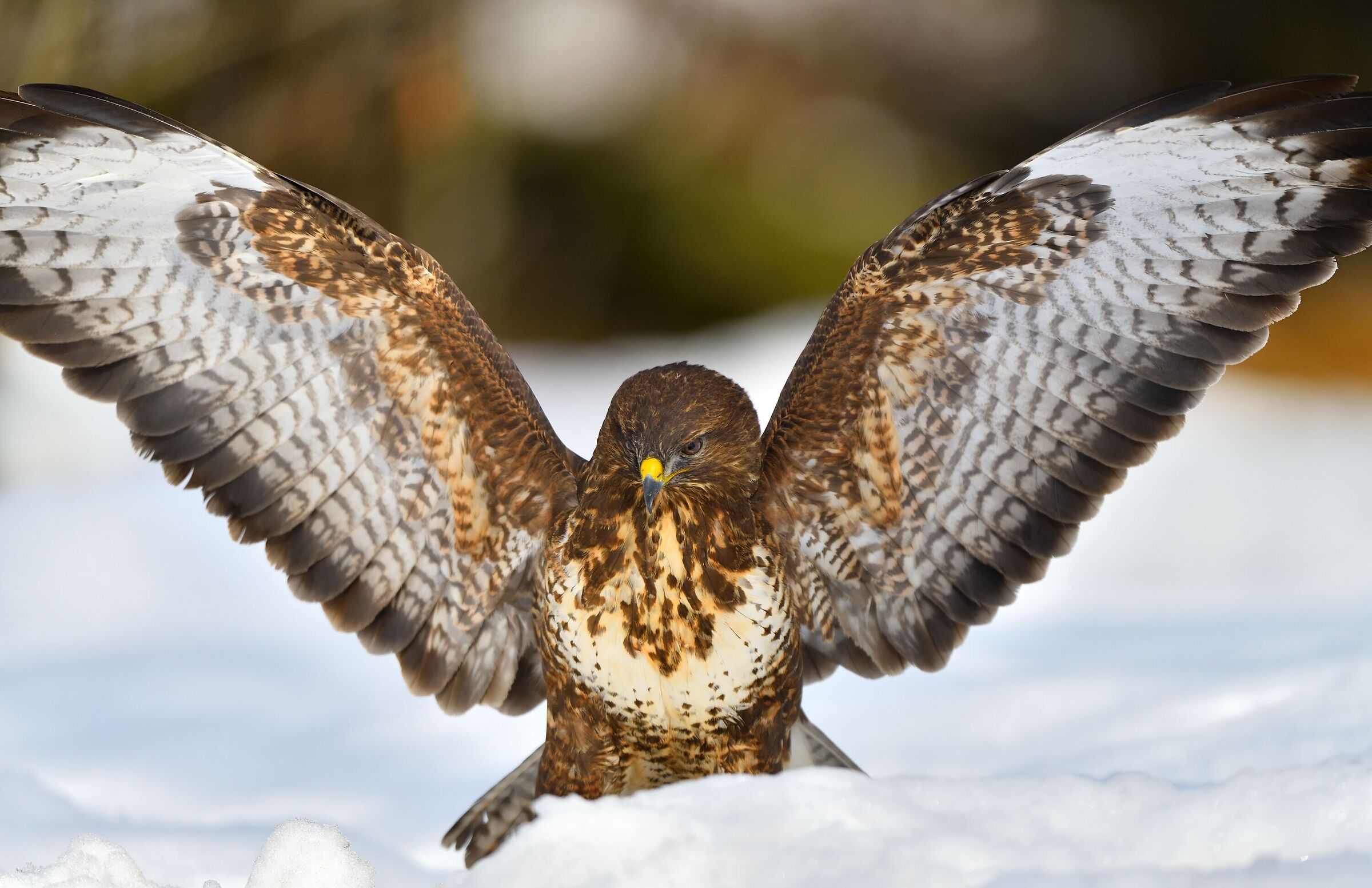 Buzzard in the snow