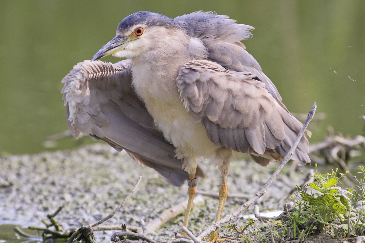Night Heron