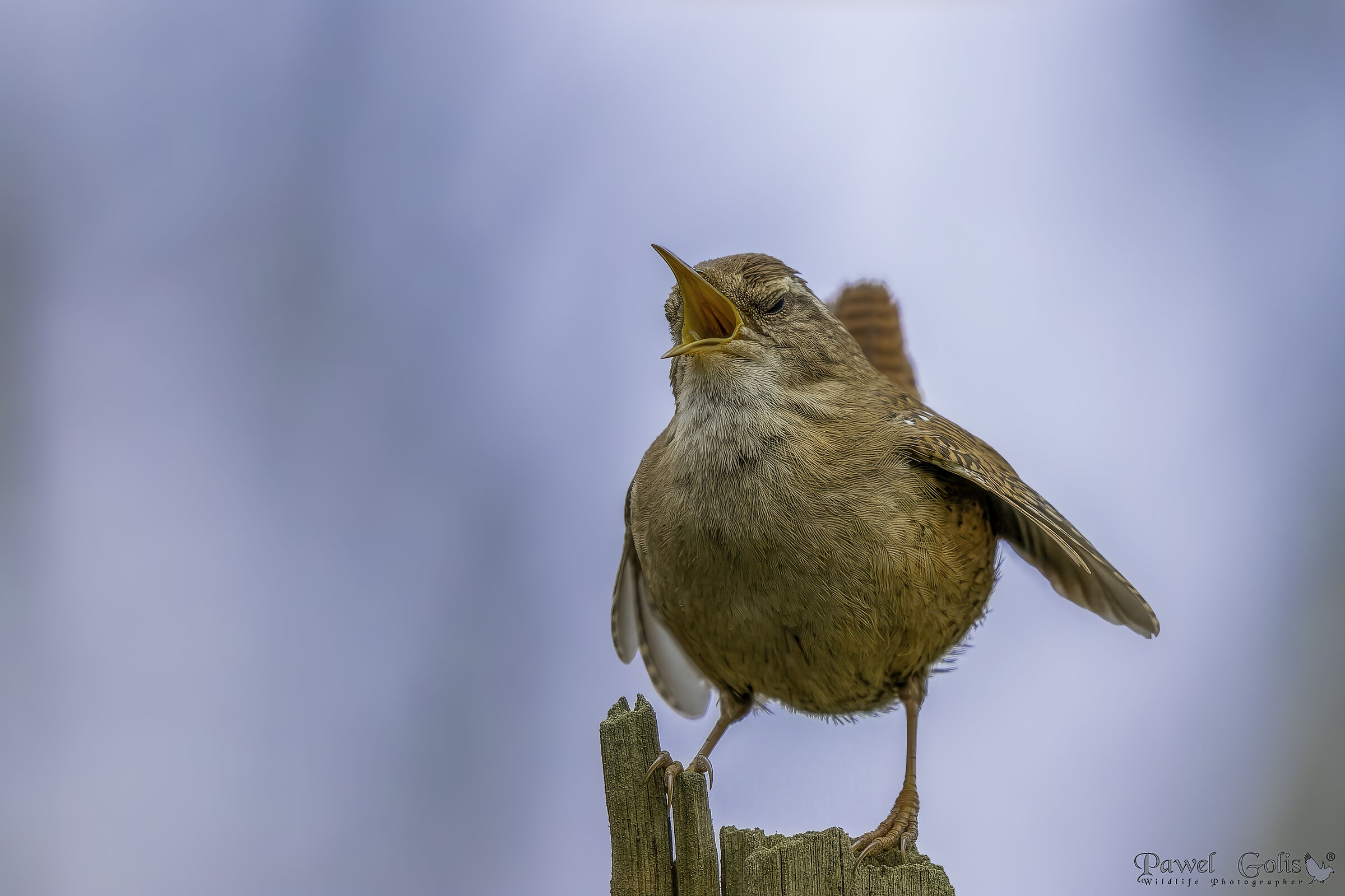 Scricciolo eurasiatico (Troglodytes troglodytes)
