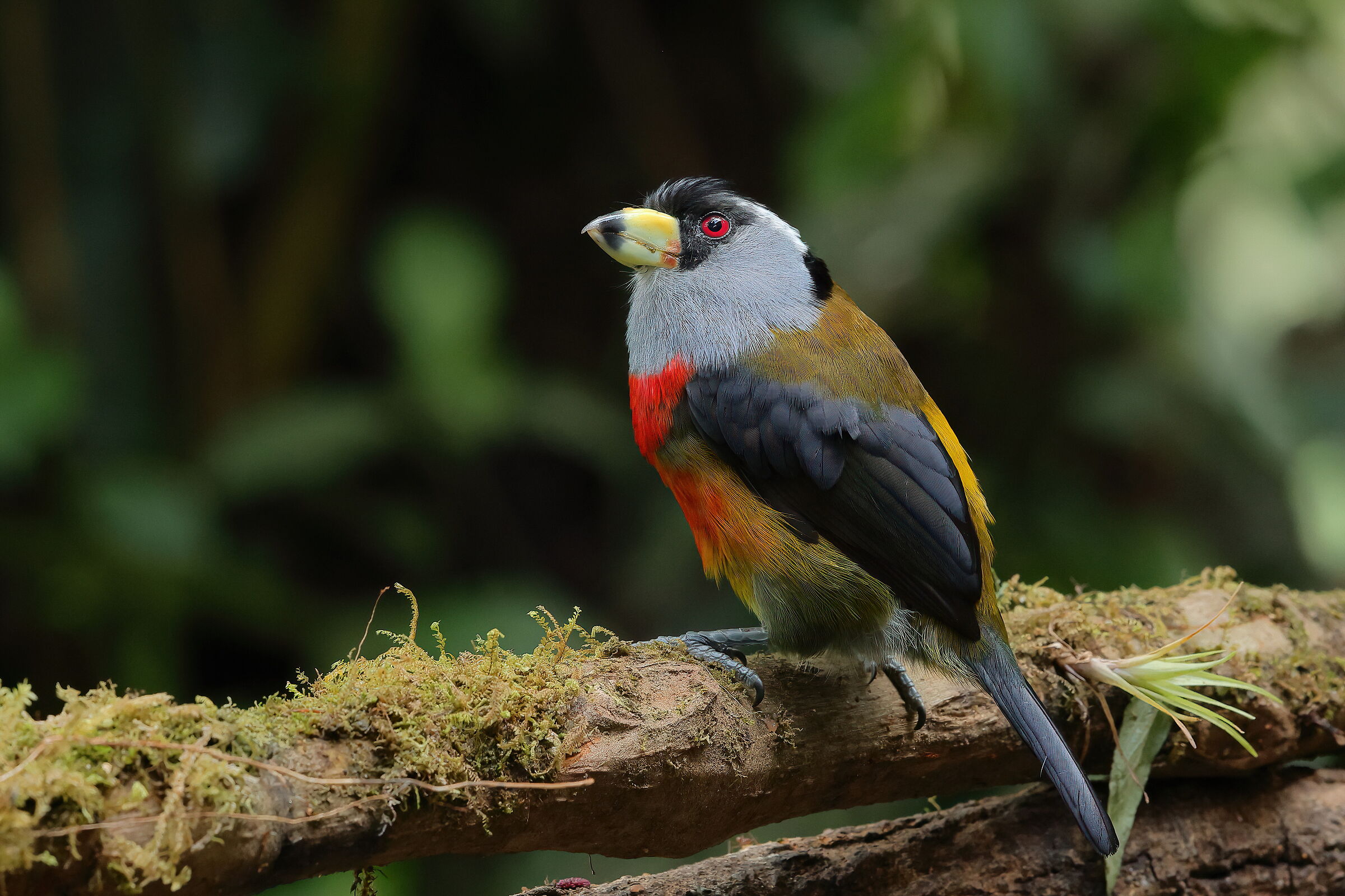 Barbetto tucano