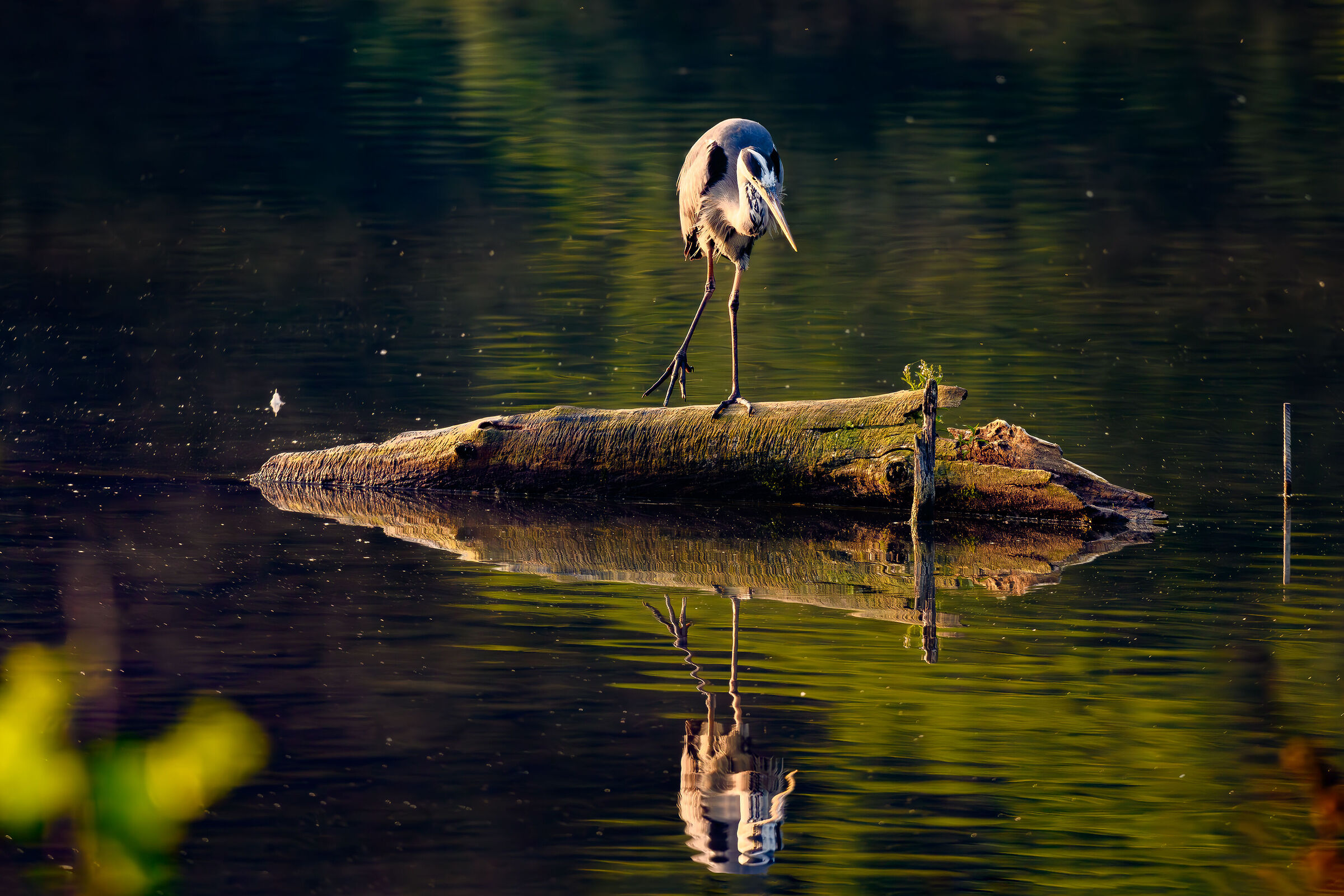 Grey Heron