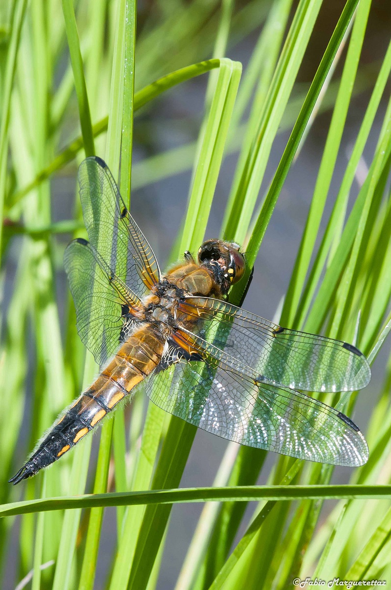 Libellula quadrimaculata