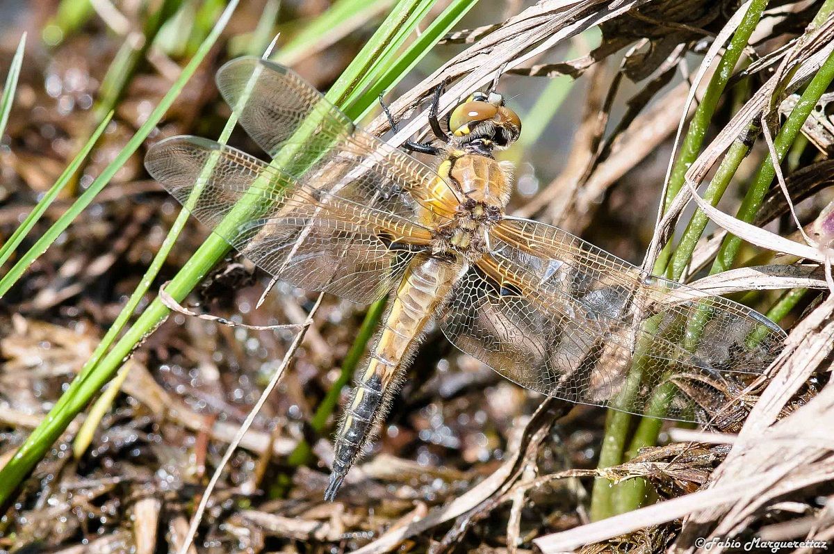 Libellula quadrimaculata - neosfarfallato