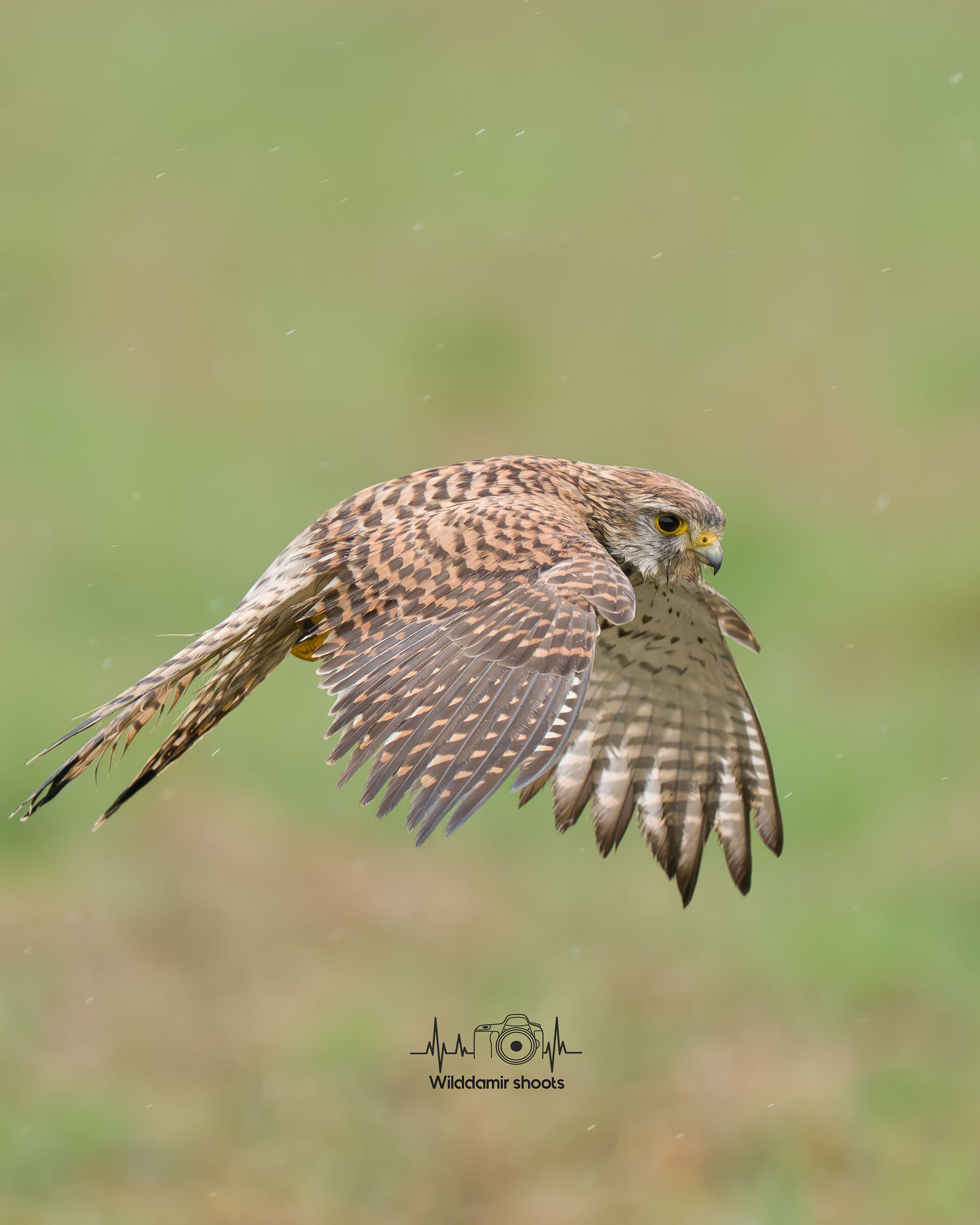 Kestrel