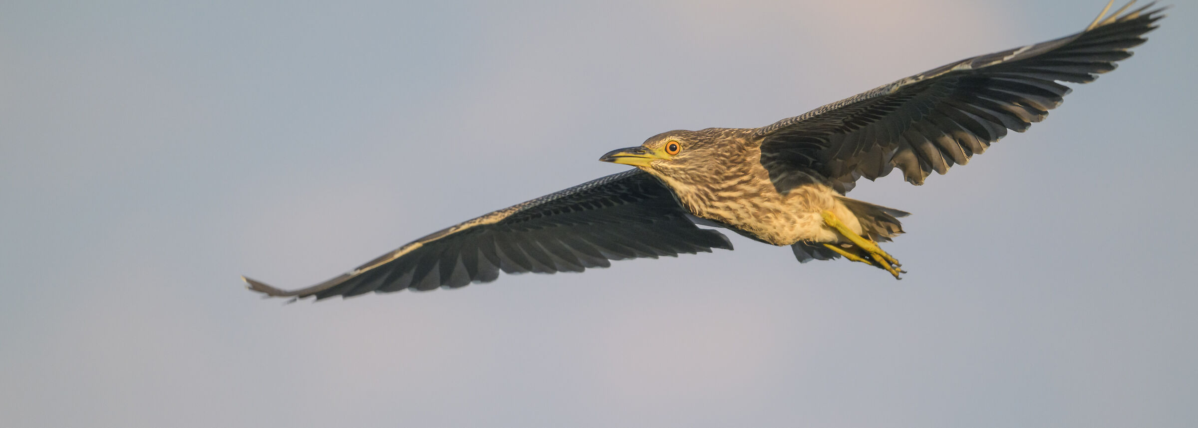 Young night heron