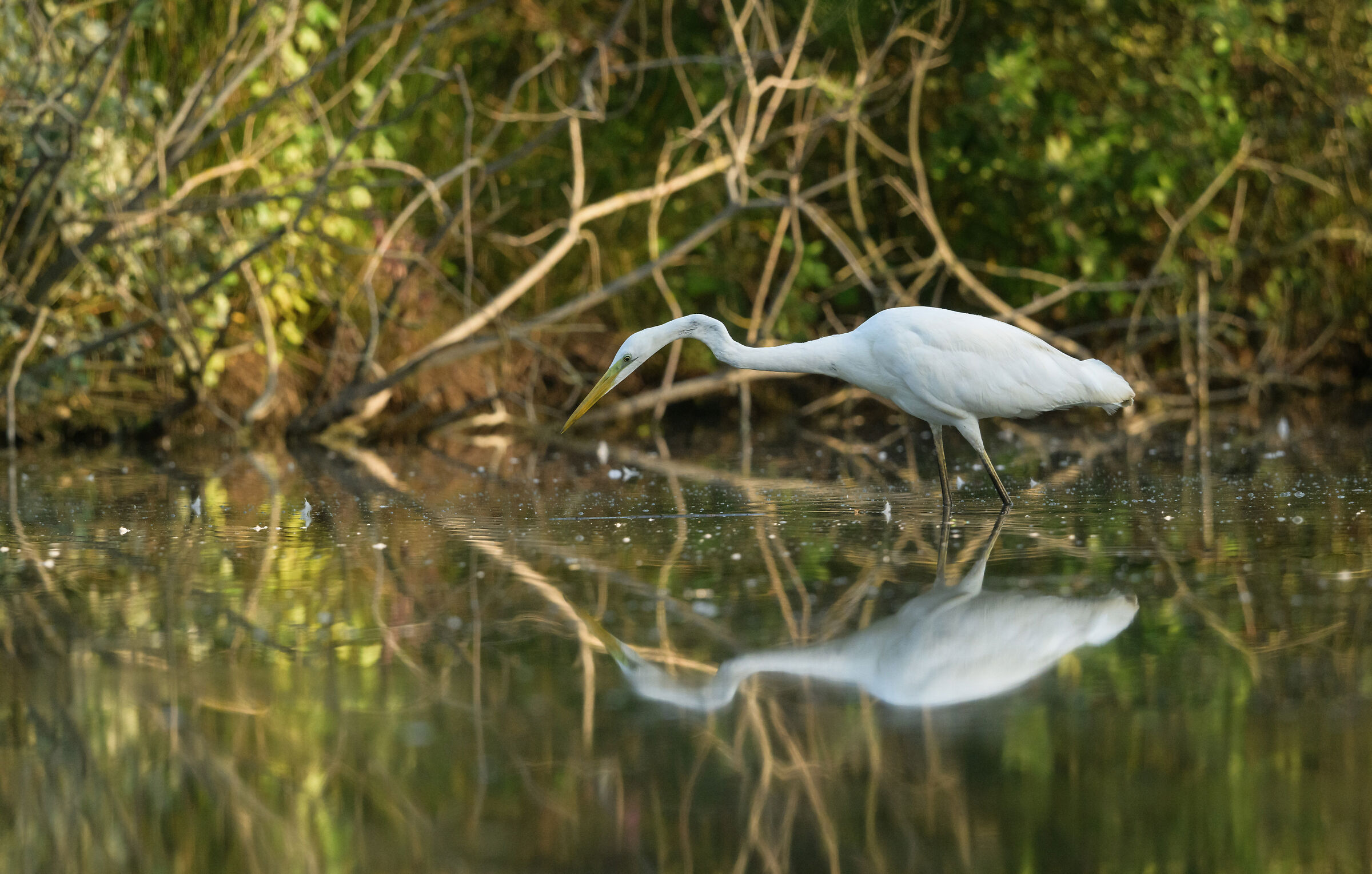 Great White Heron