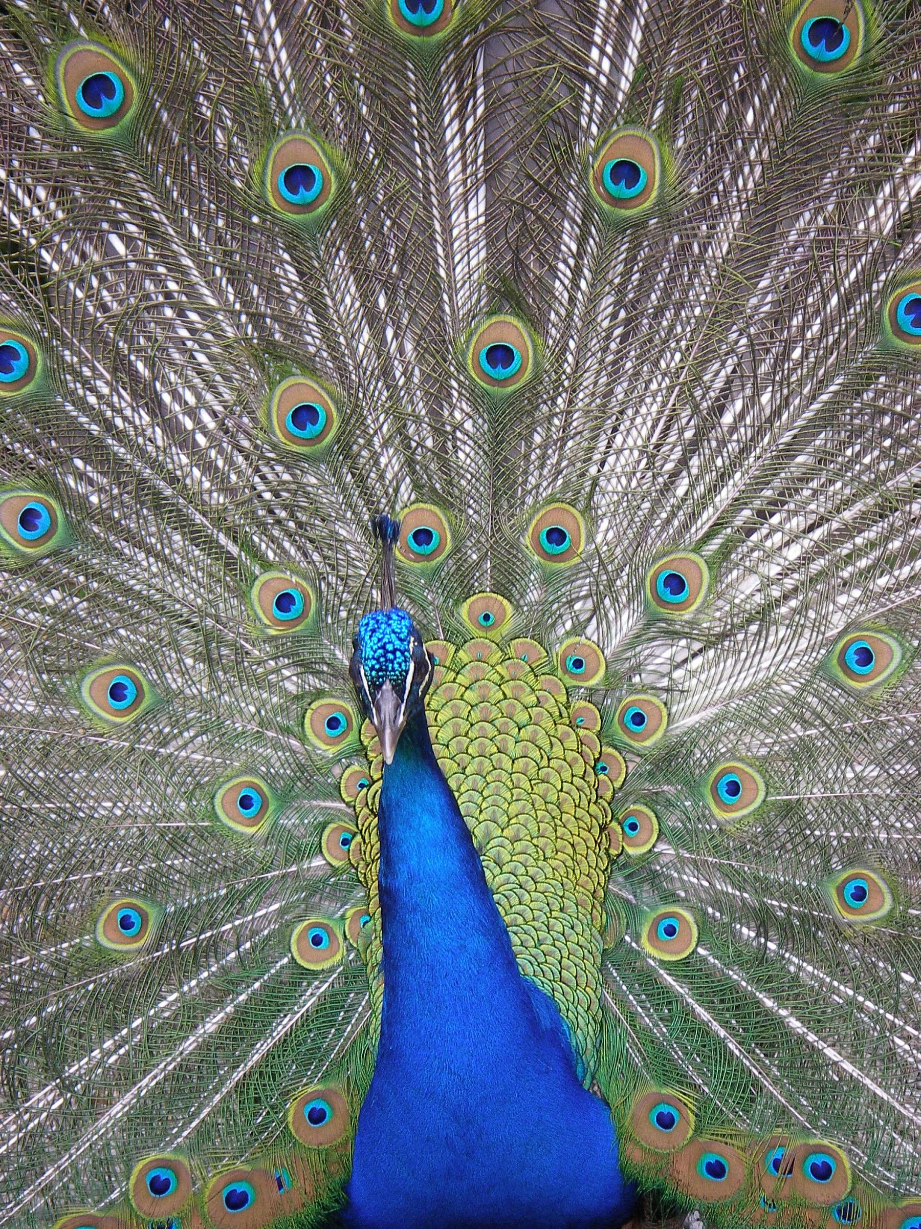 Peacock