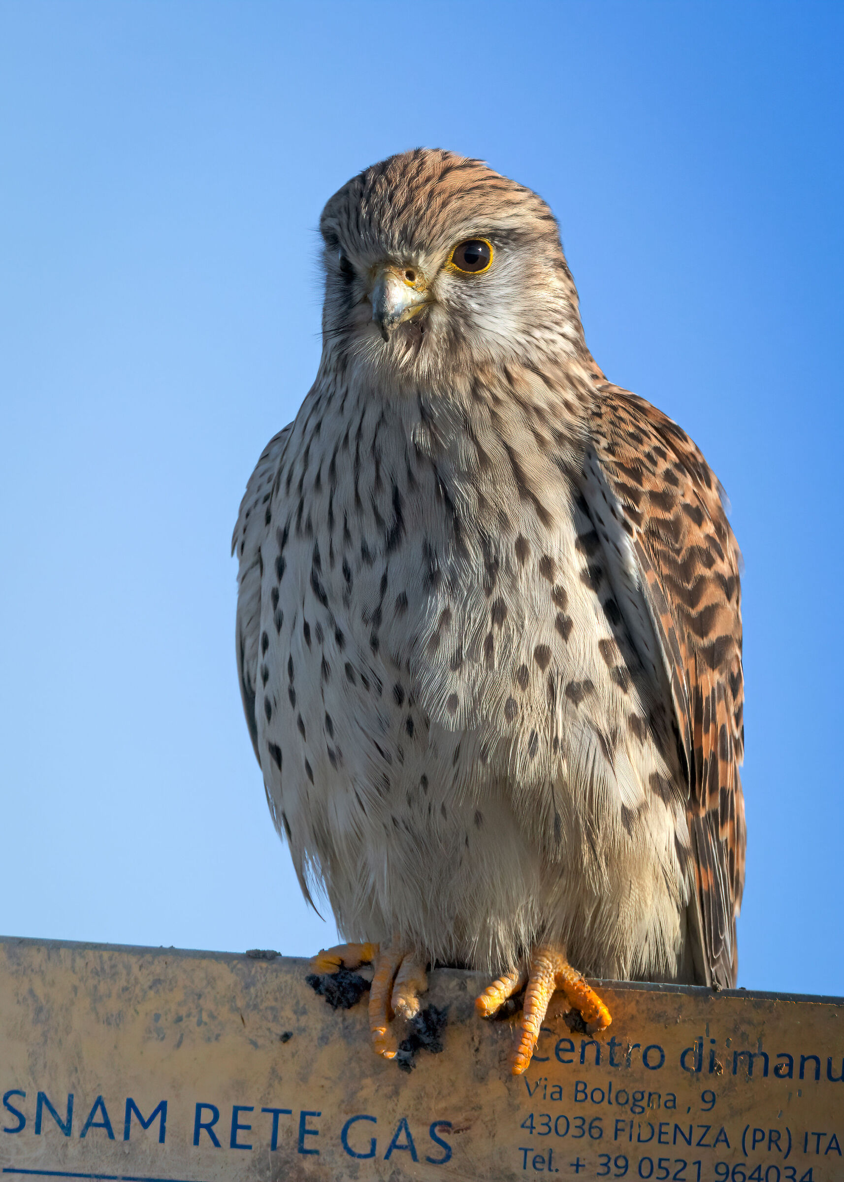Kestrel