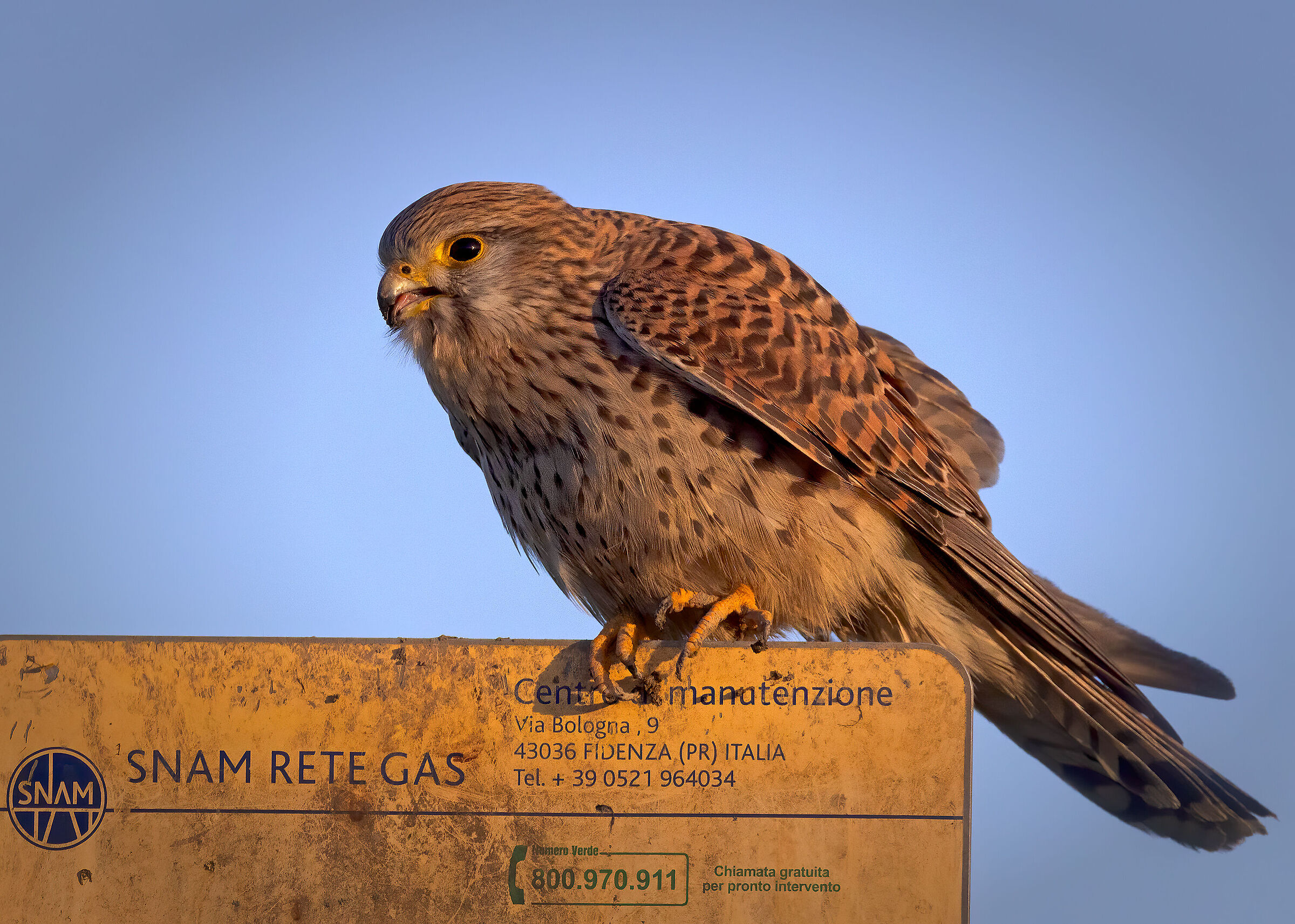 Kestrel