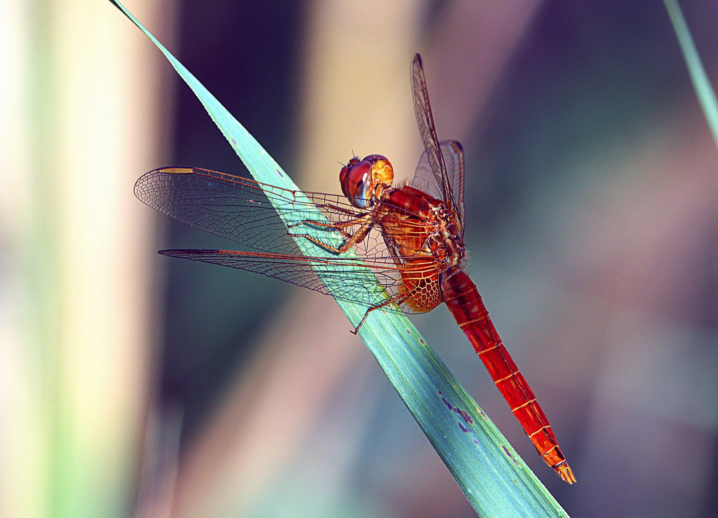 Dragonfly