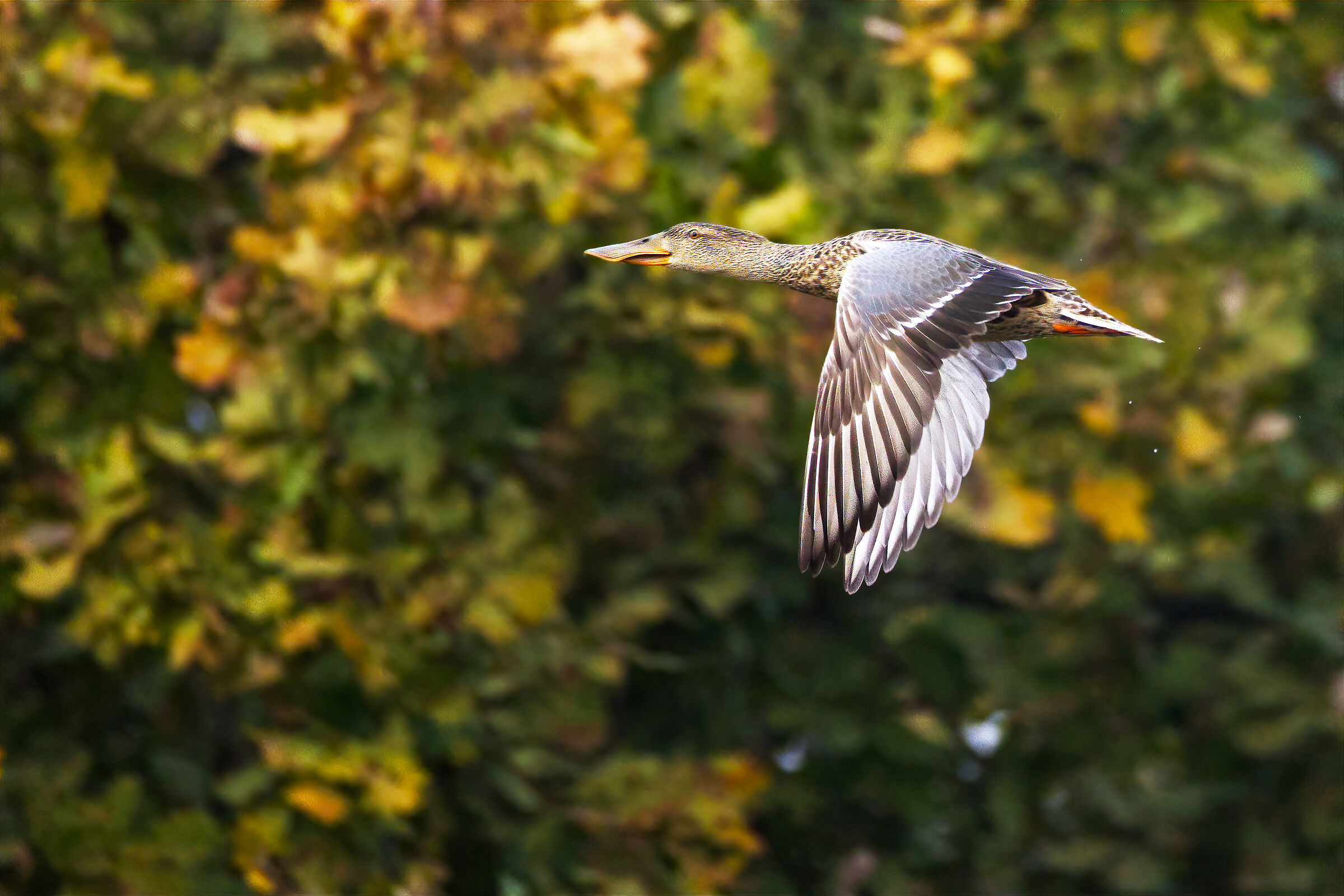 Shoveler in flight