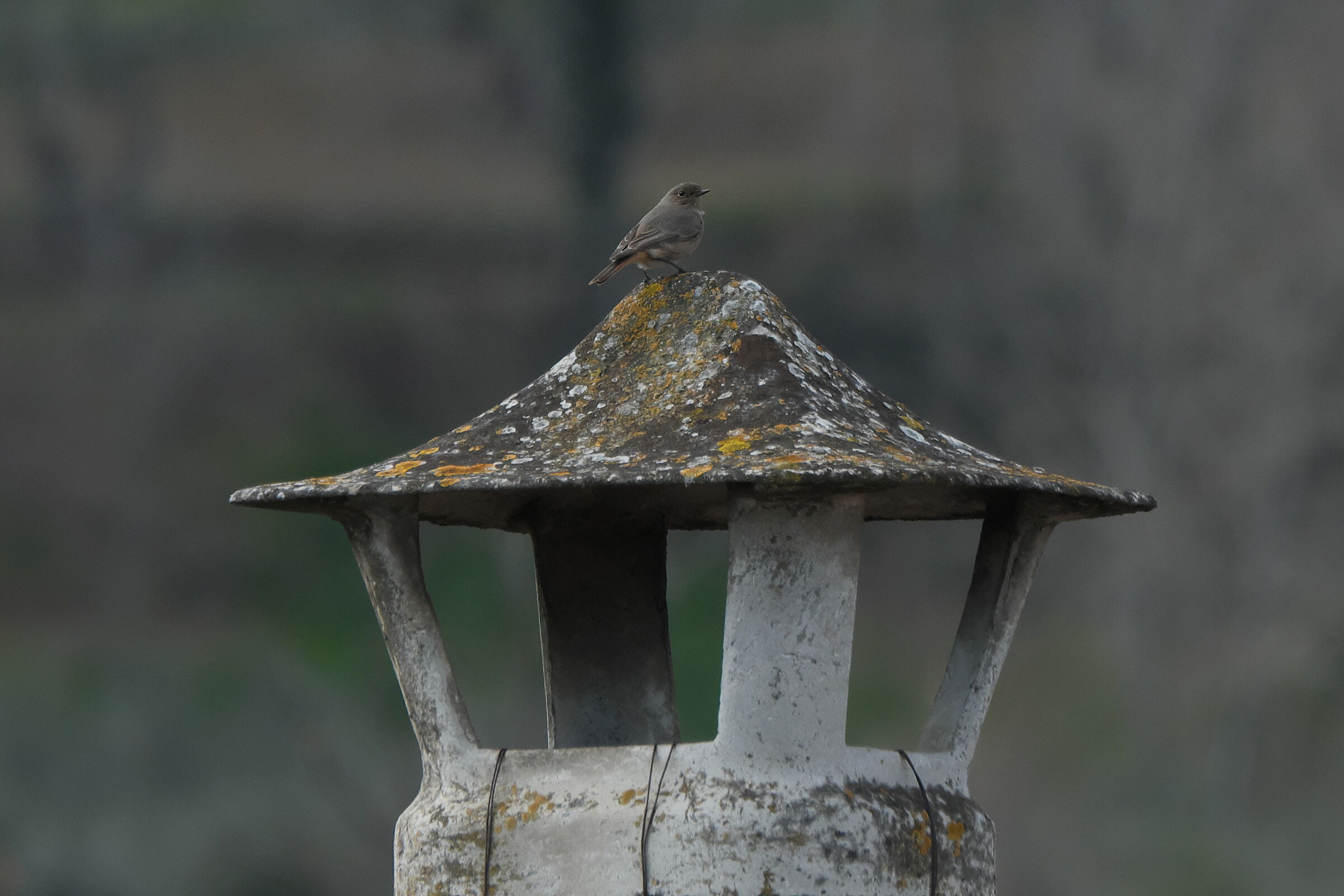 Cam-caminì, cam-caminì, chimney sweep