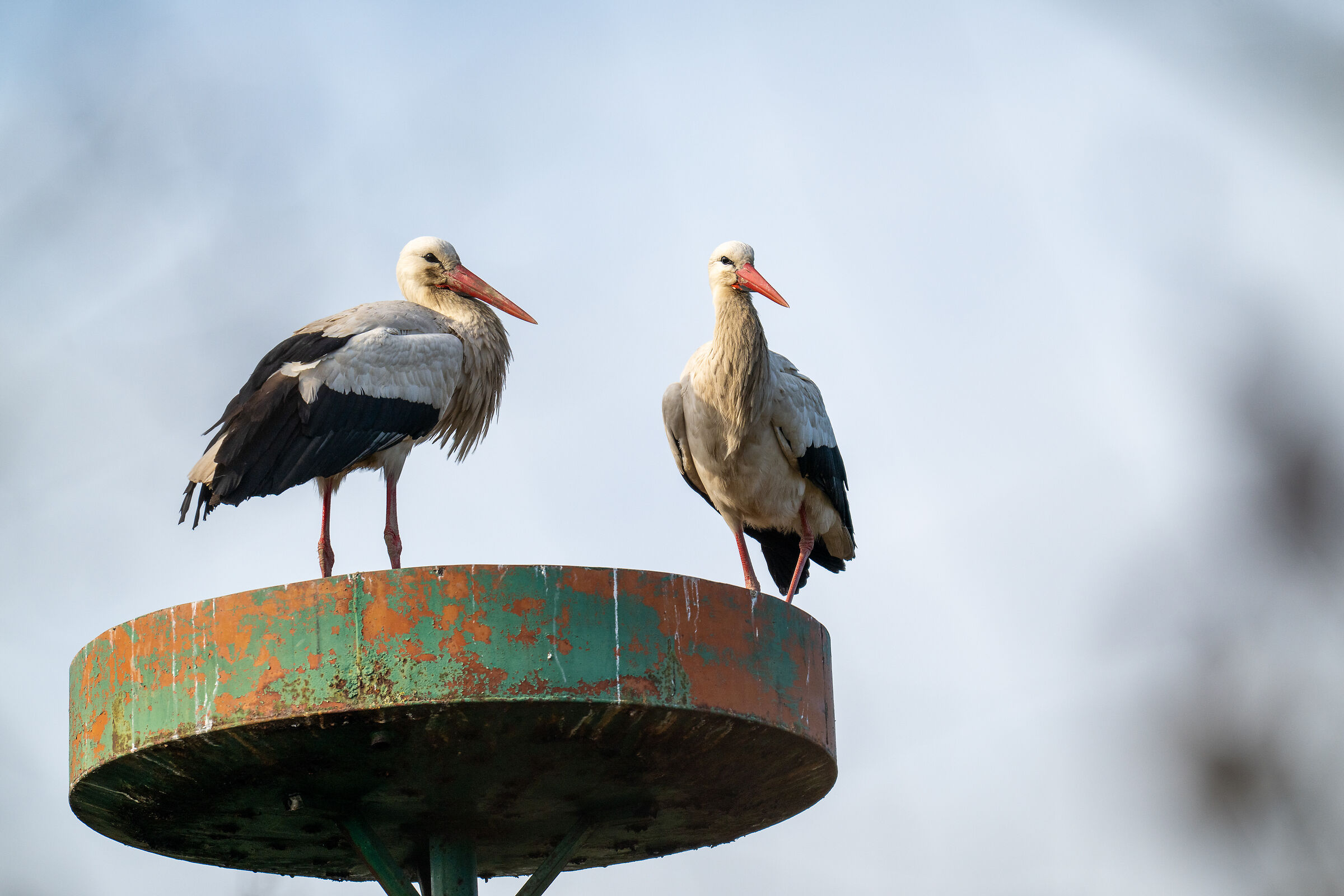 storks