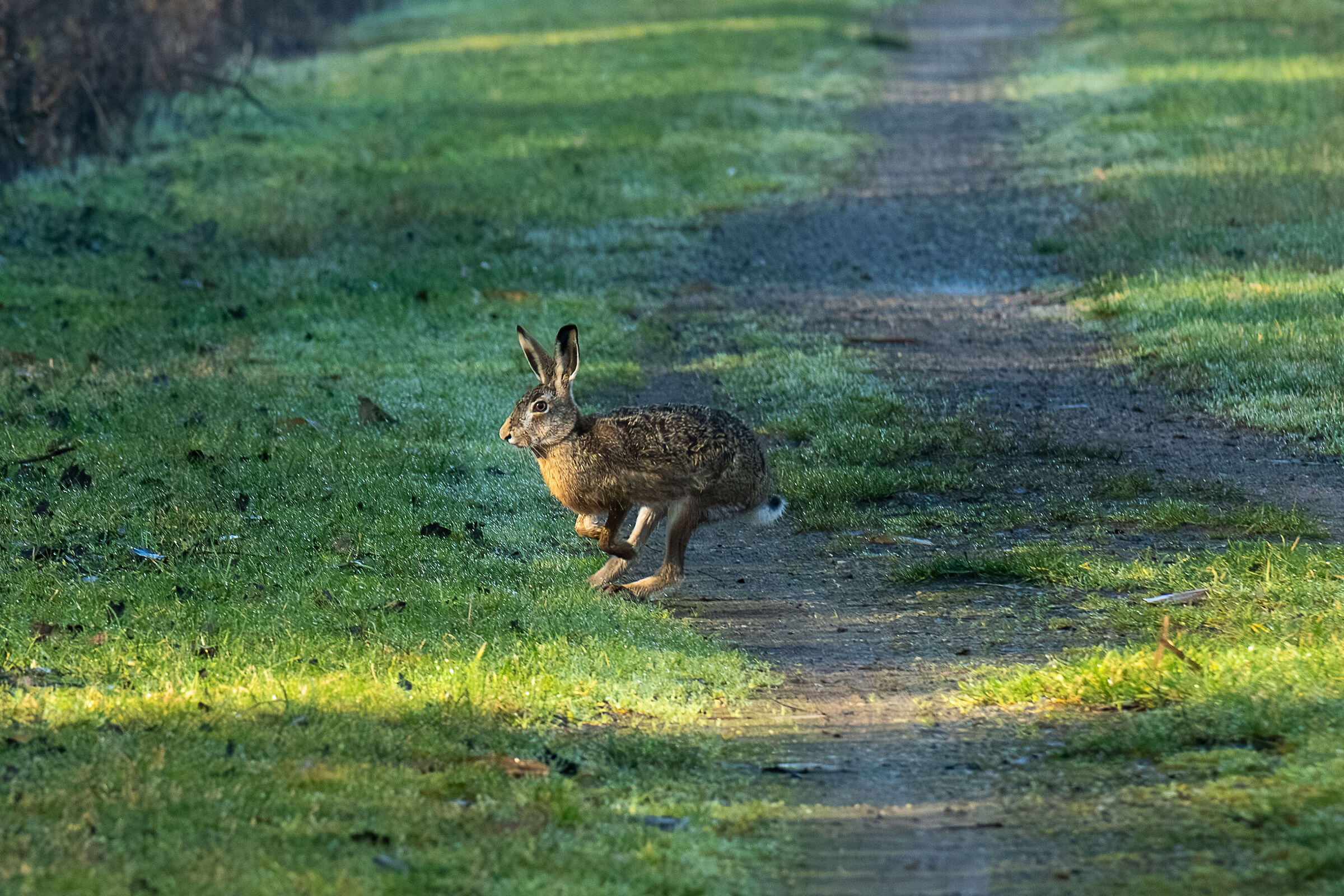 hare