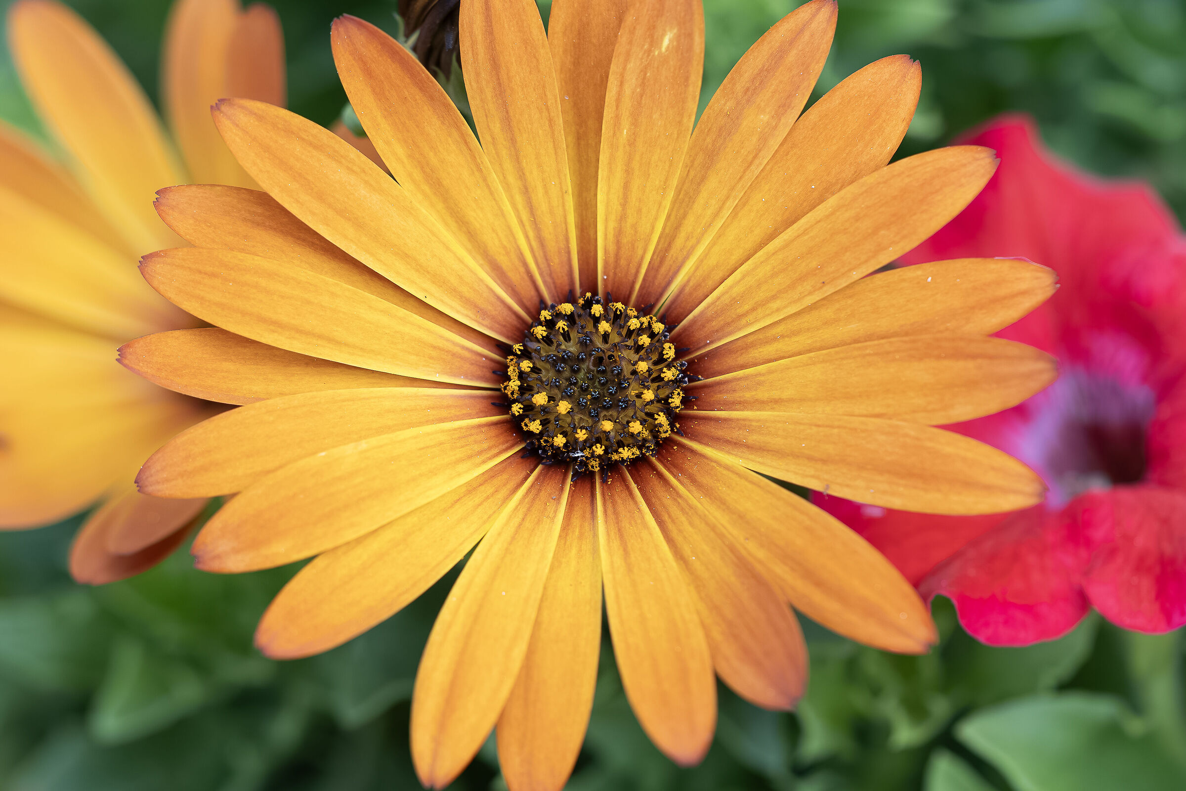 The charm of color...