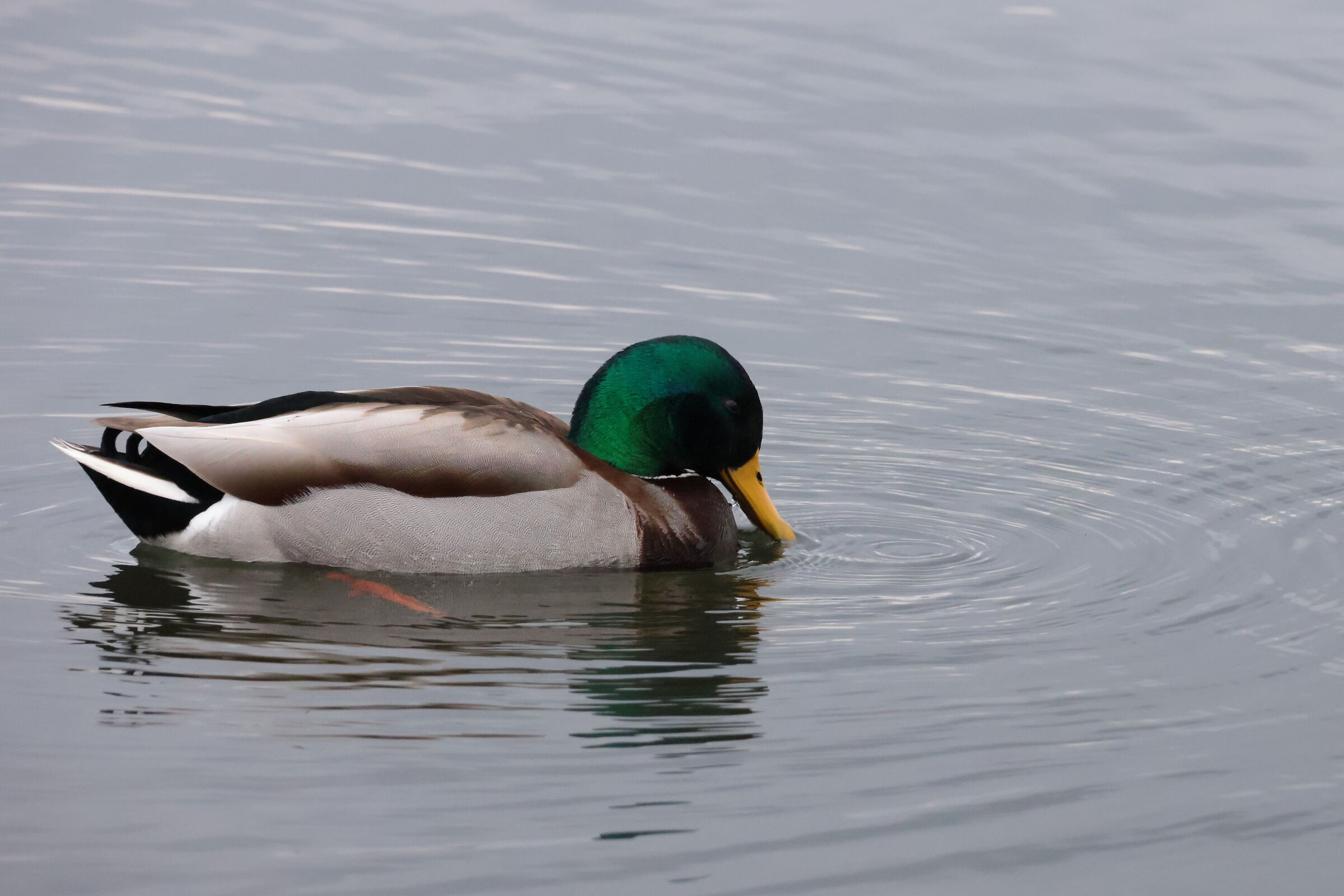 Duck