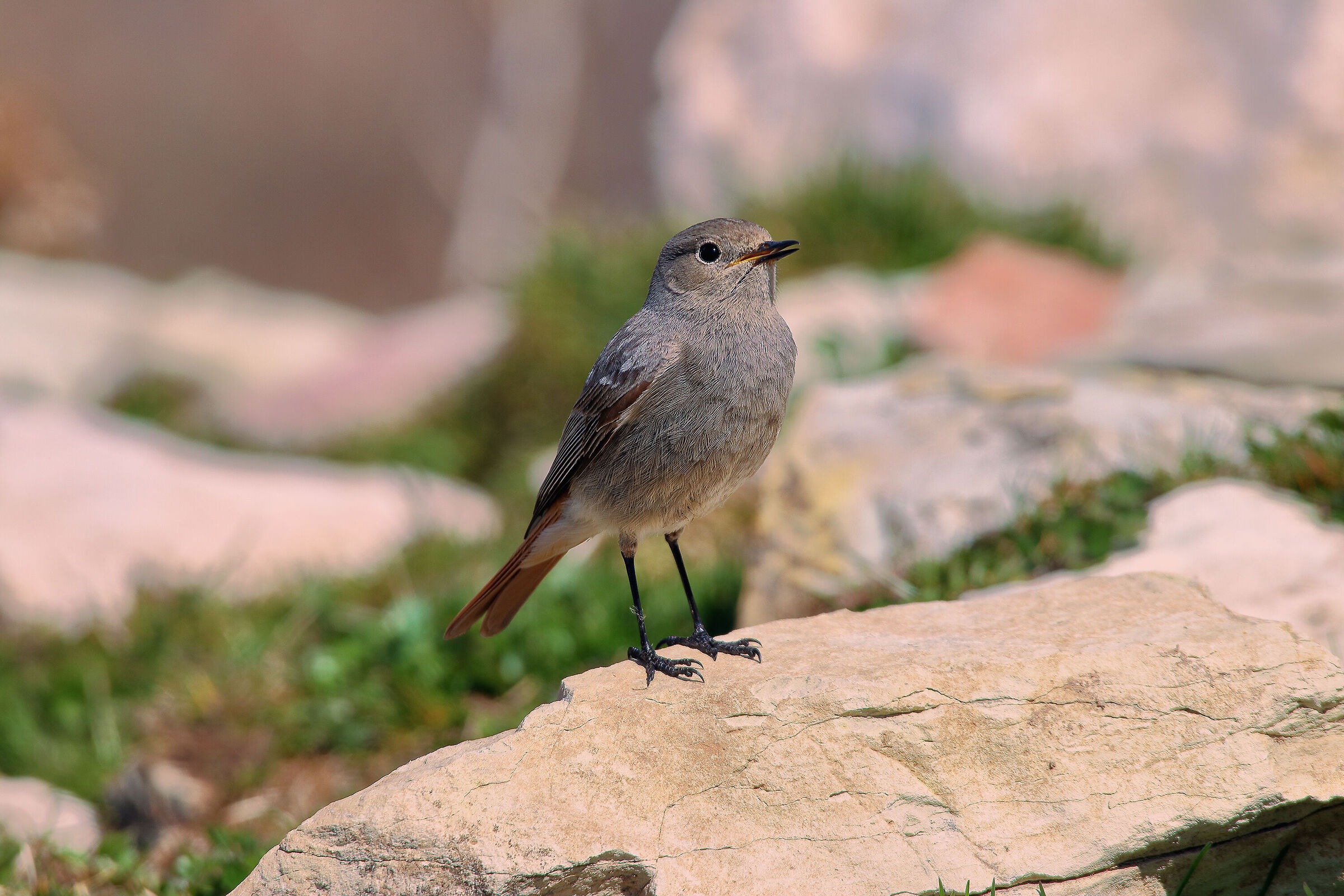 Chimney Sweep Redstart
