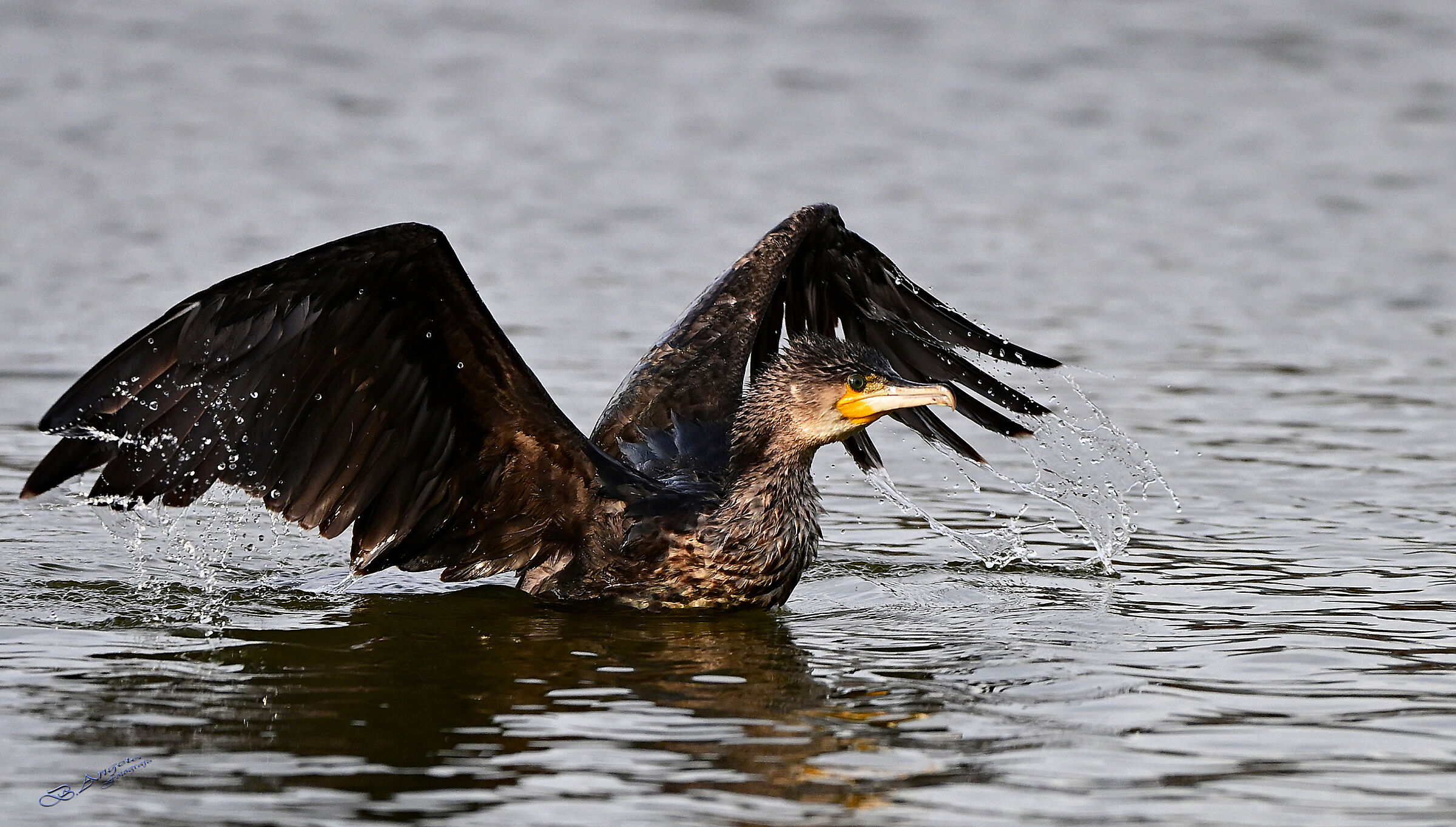 " Cormorano"