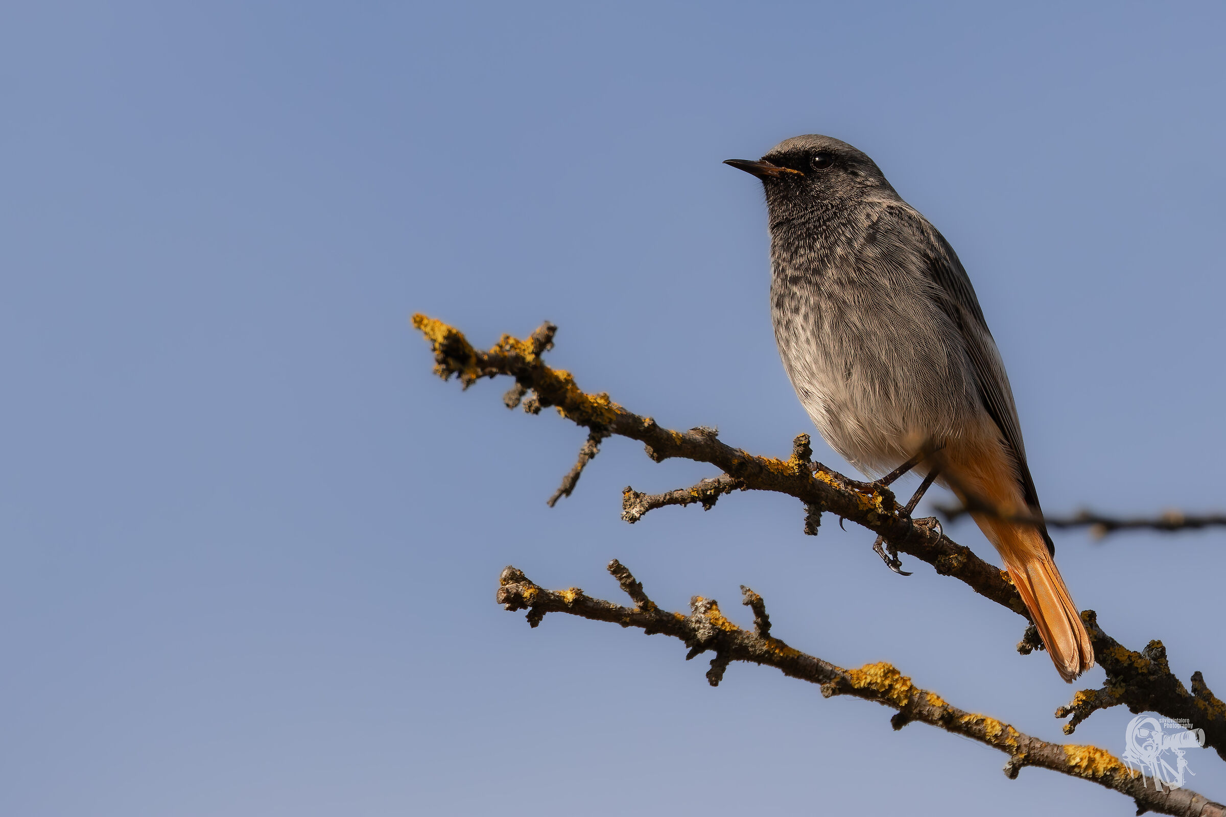 Chimney Sweep Redstart