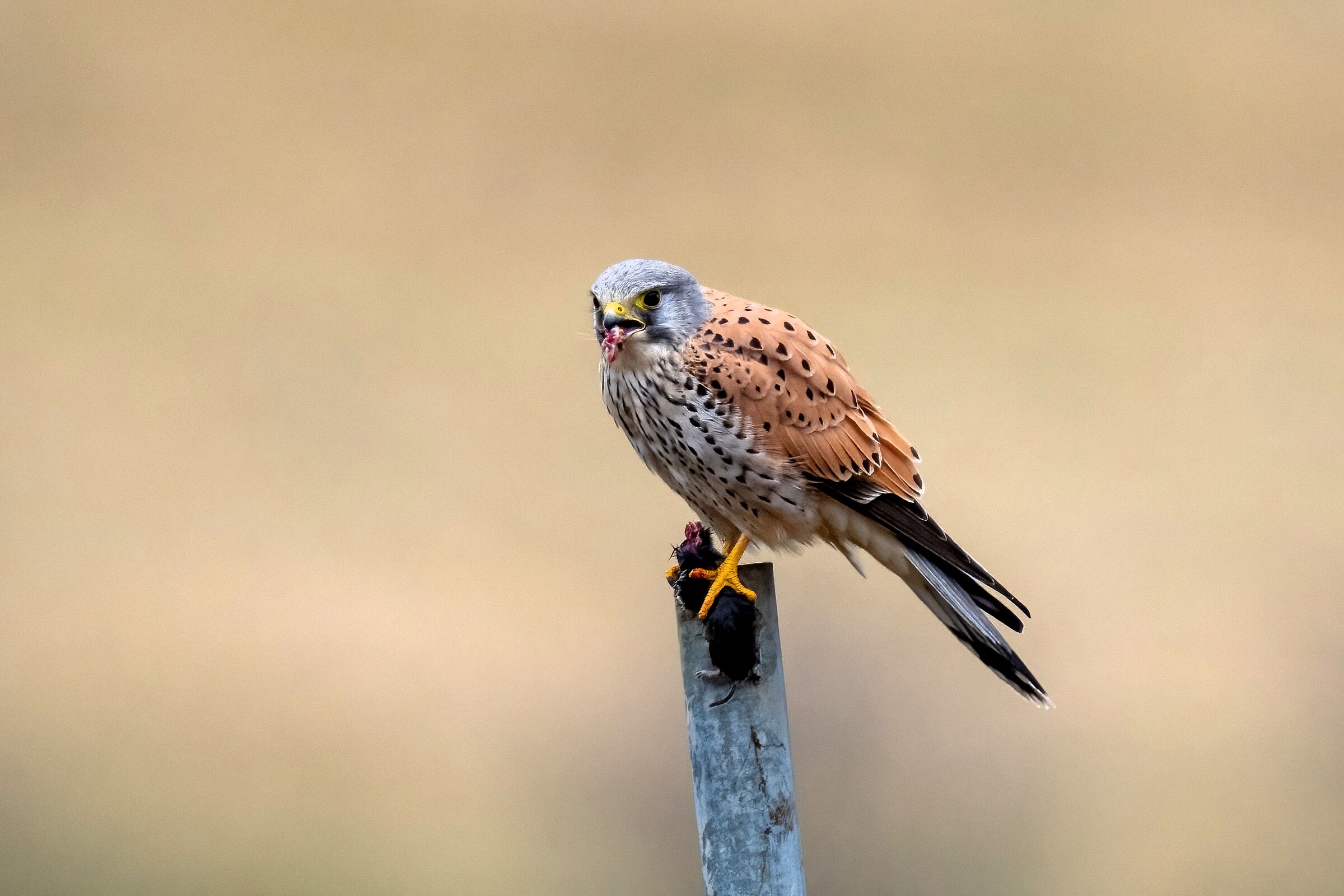Gheppio intento a divorare una Arvicola