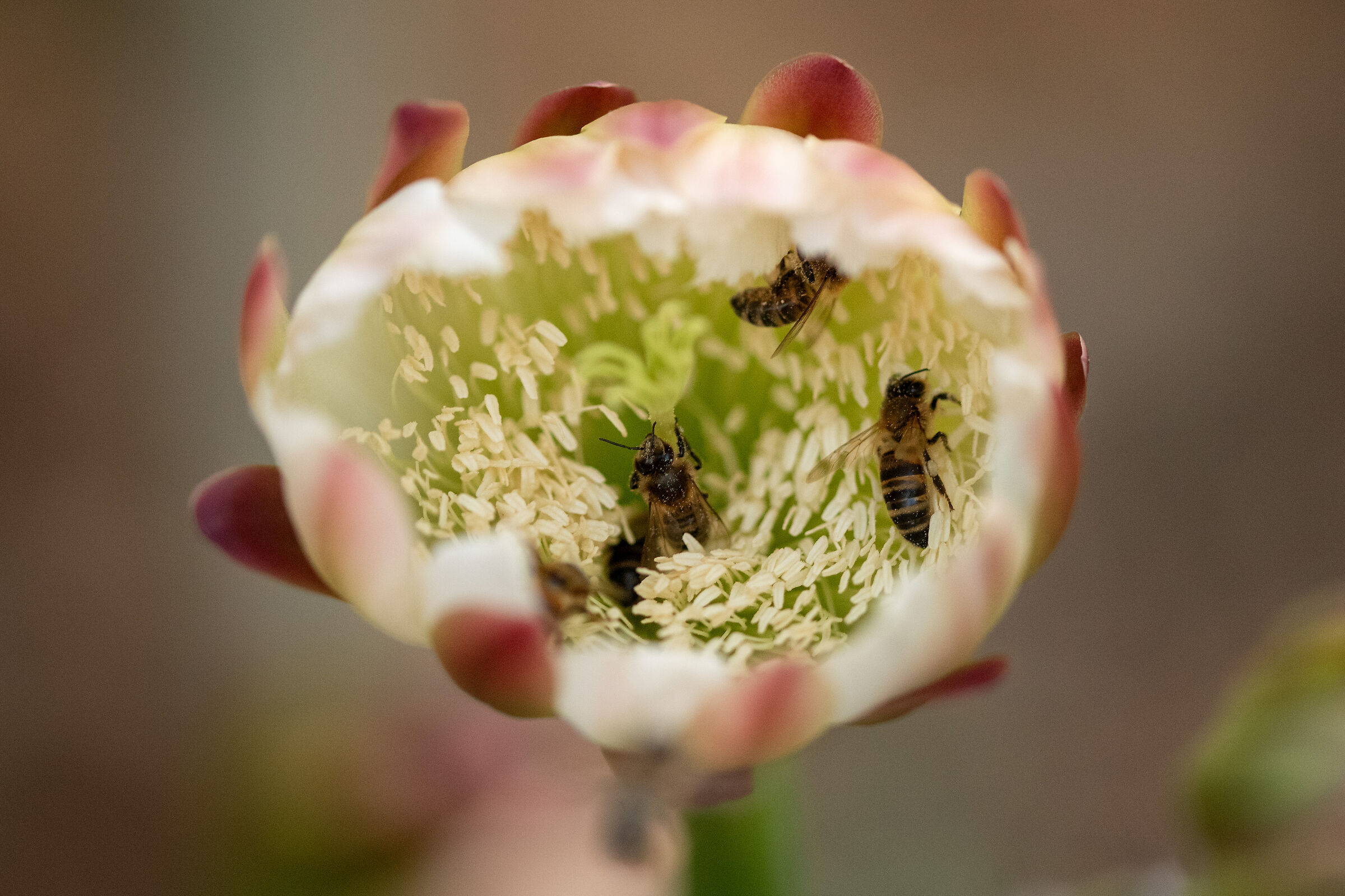 Api e impollinazione