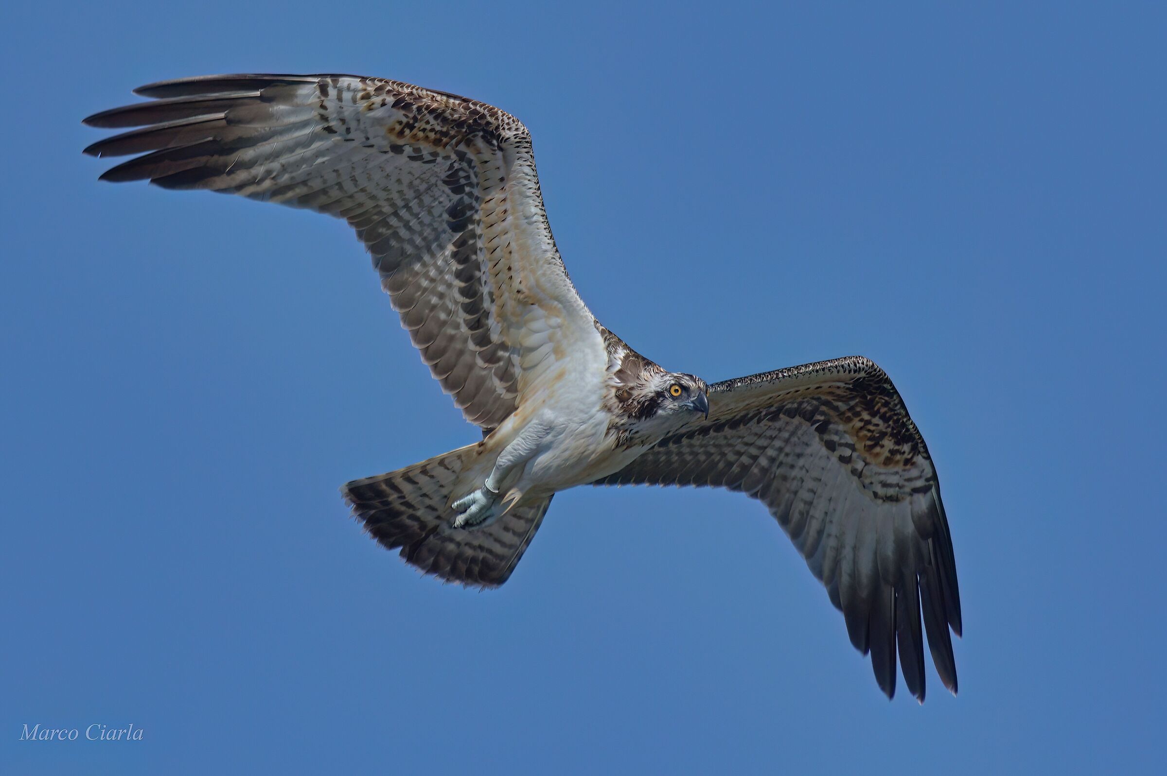 Osprey (Pandion haliaetus)