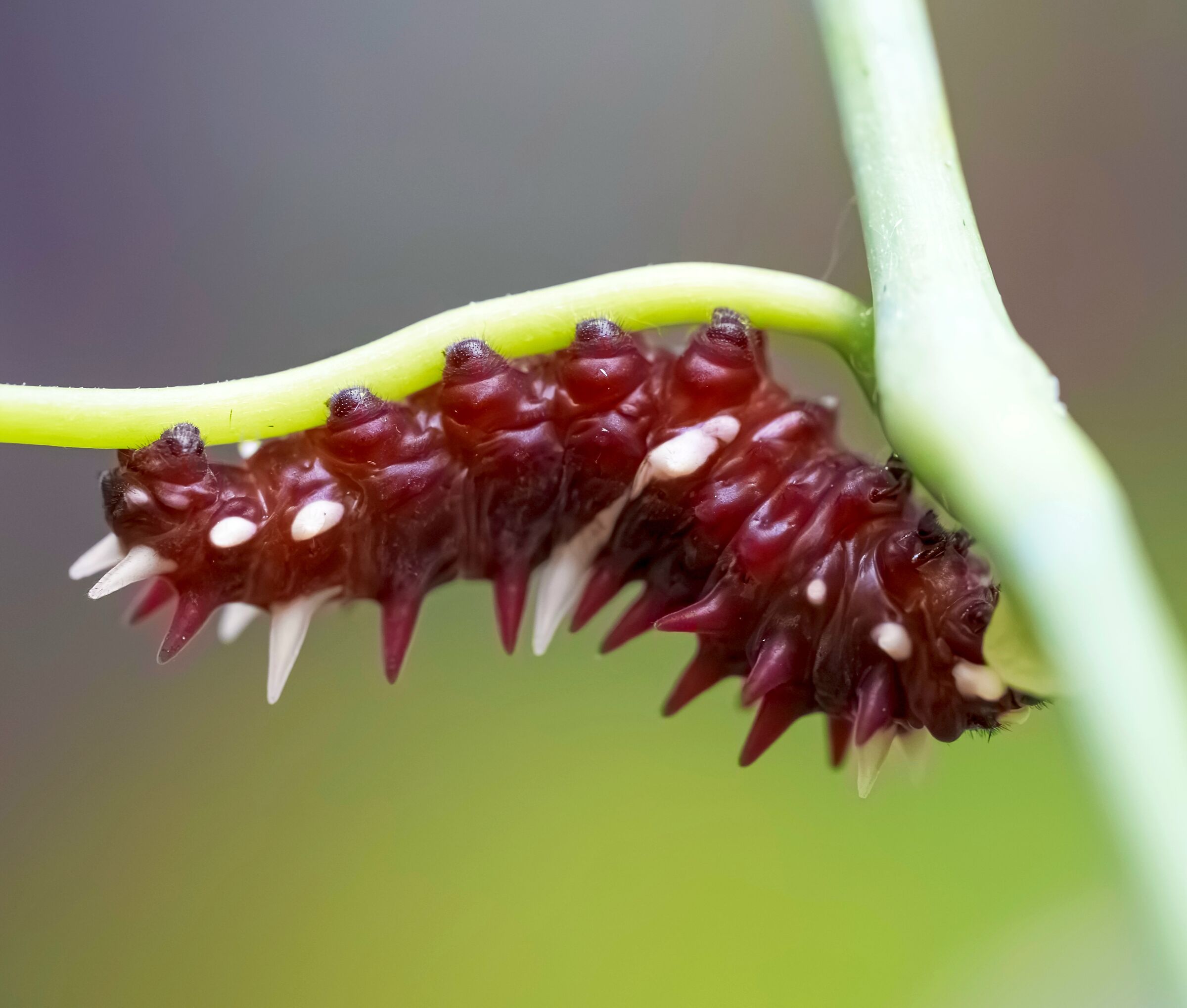 Pachliopta aristolochiae