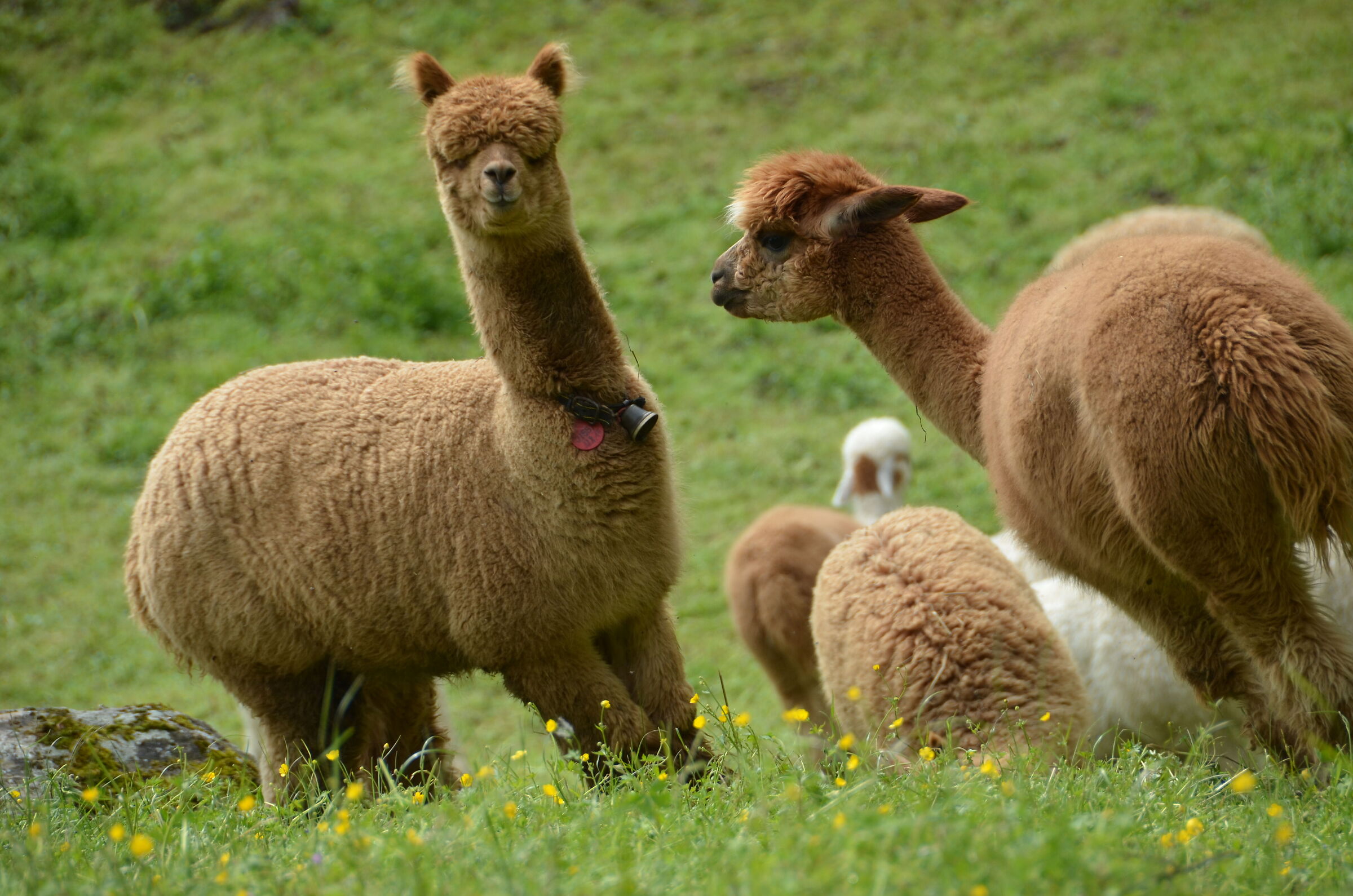 New realities... on our pastures.