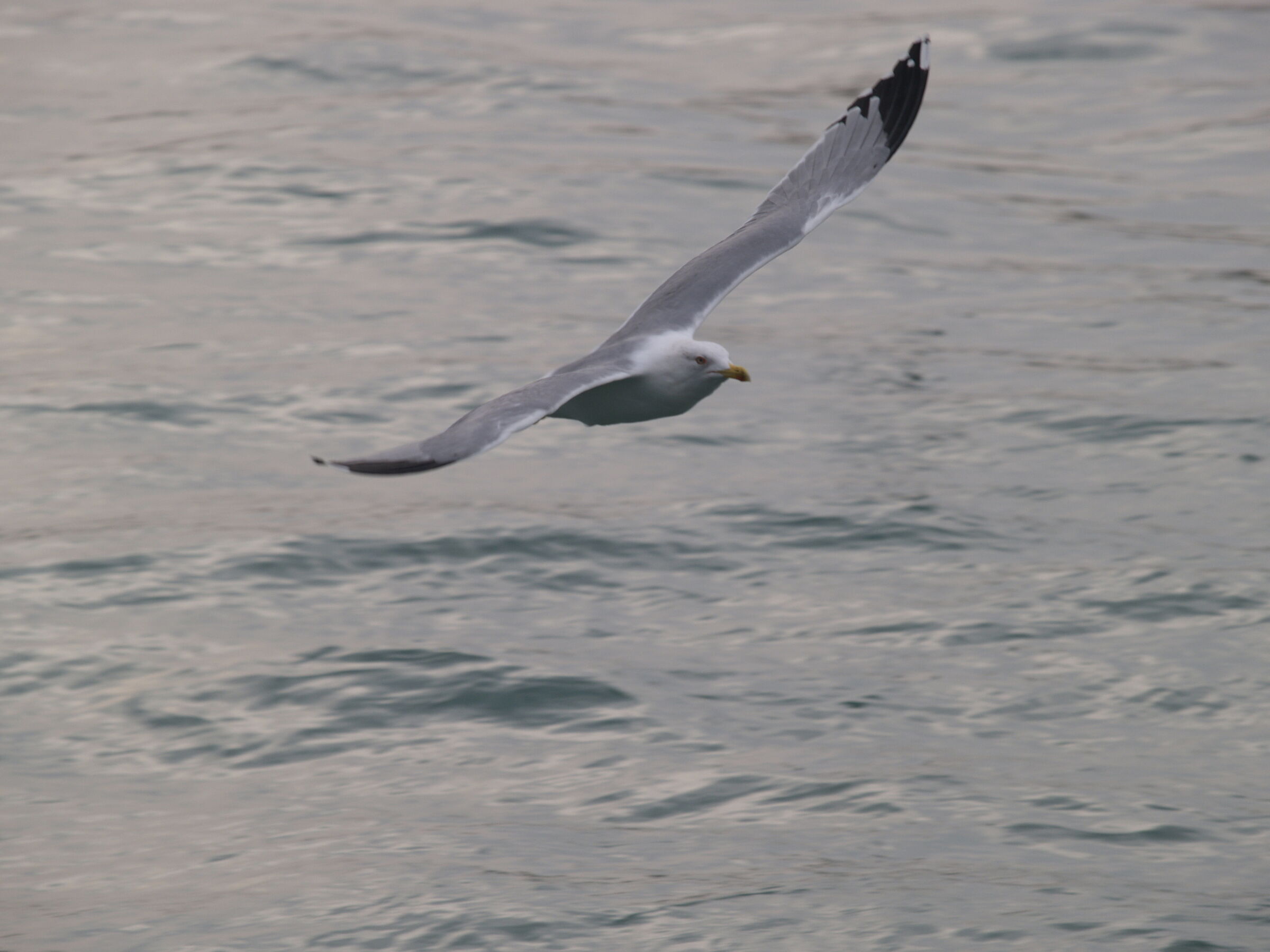 On the water's surface...