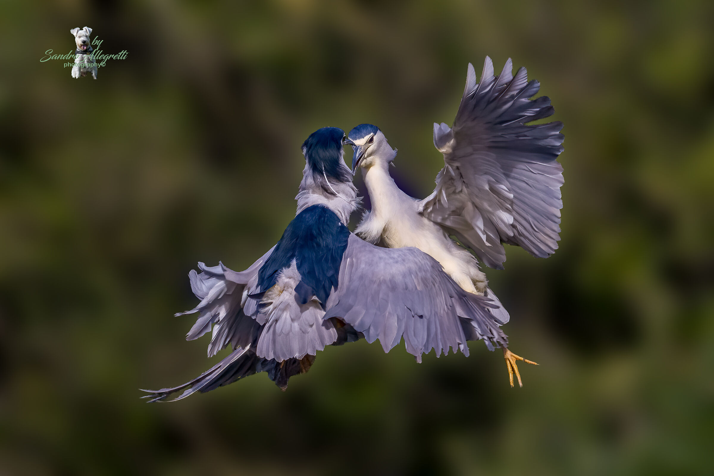 La nitticora (Nycticorax nycticorax