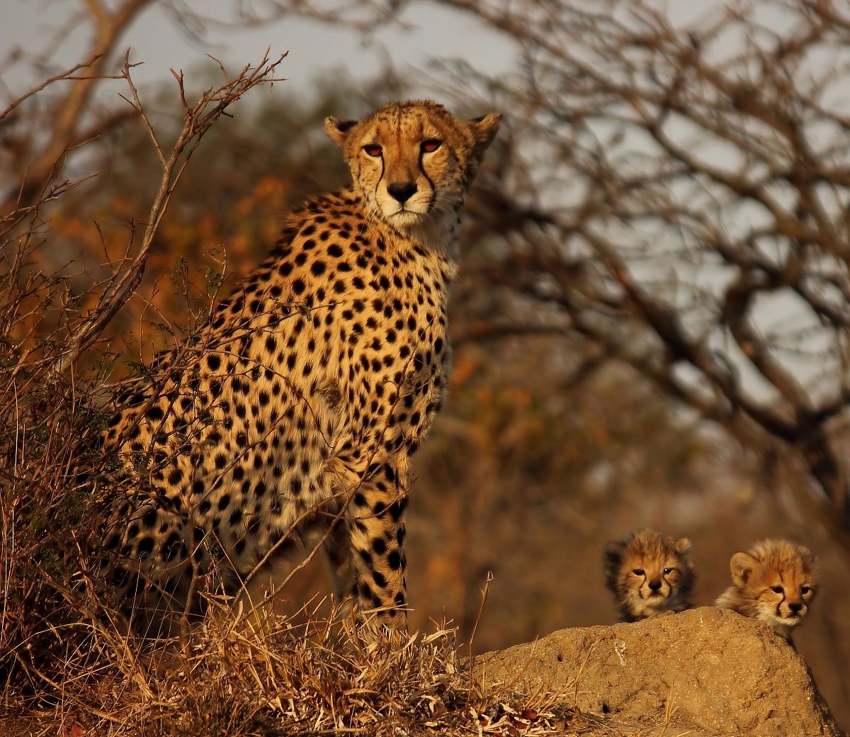 Cheetah and cubs