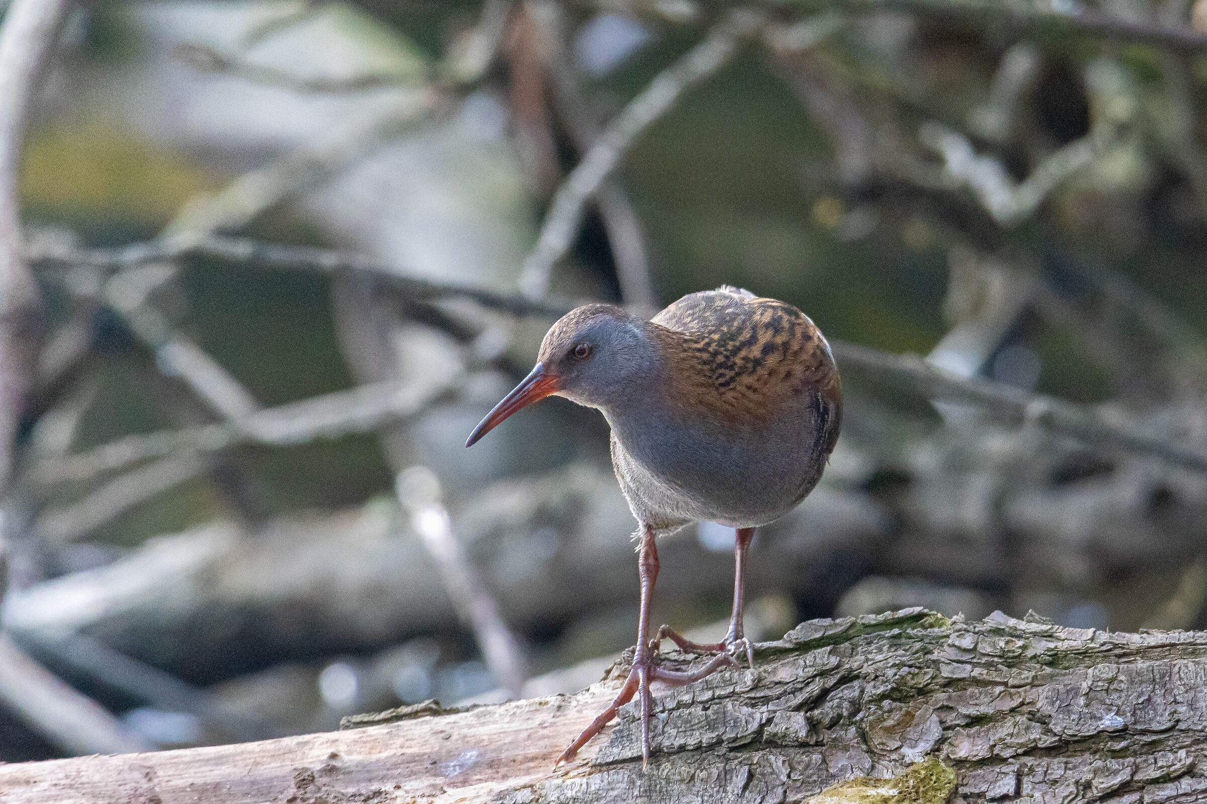 Water rail