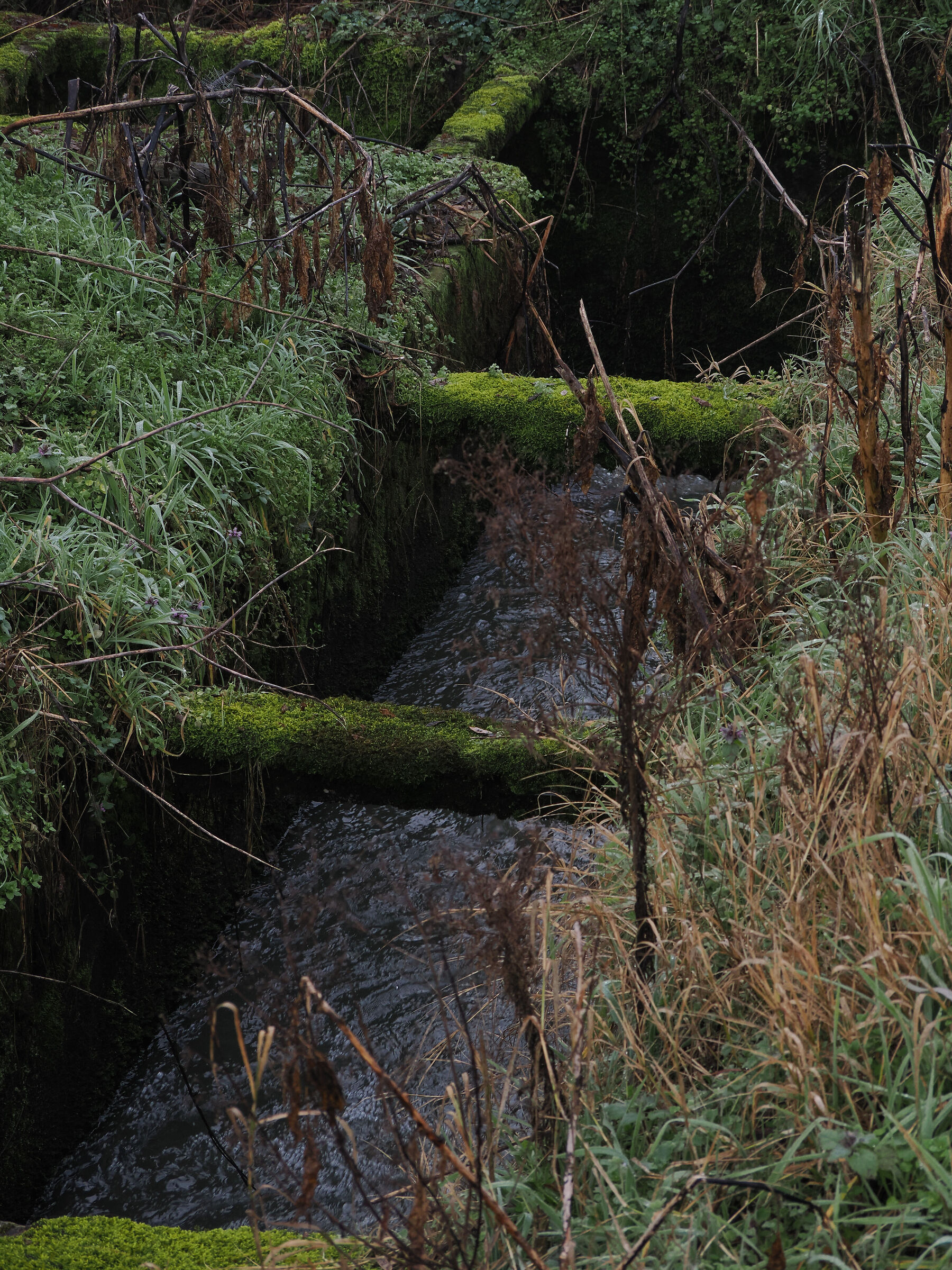 Water in the ditches along the Ticino